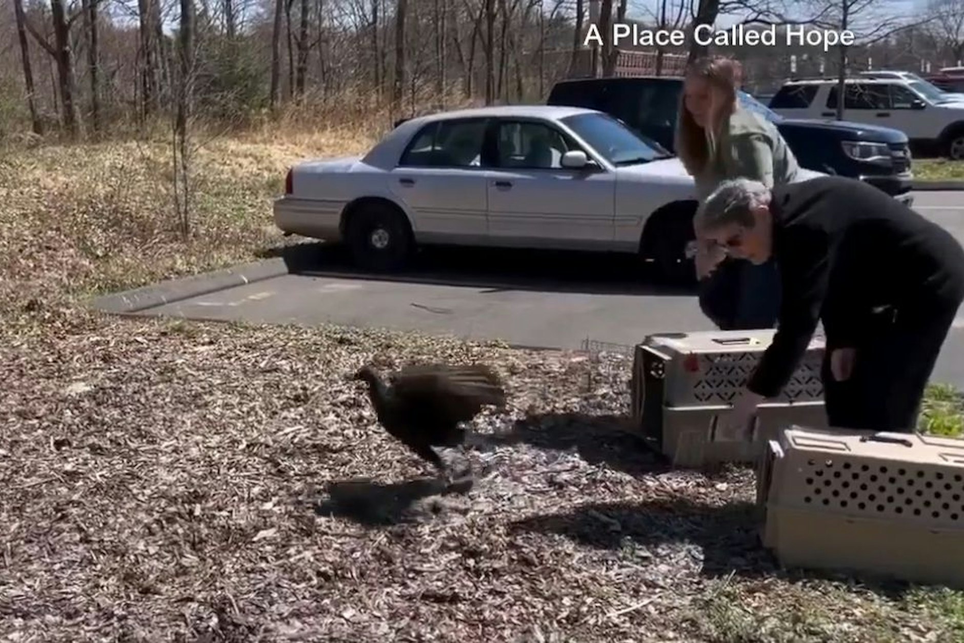 Nach ihrer Ausnüchterung wurden die Geier wieder in die Freiheit entlassen.