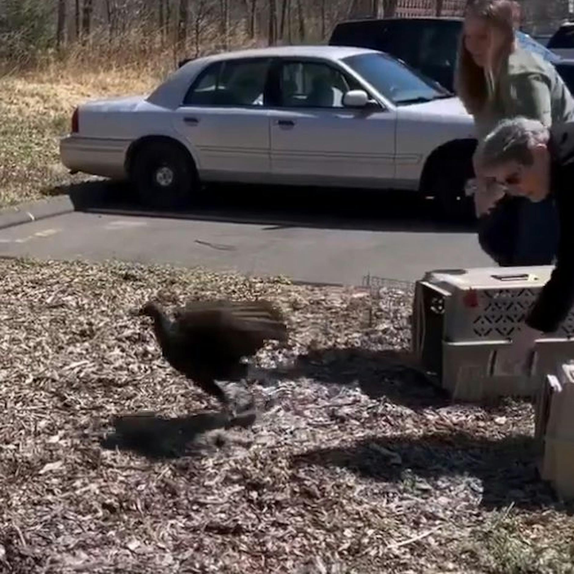Echte „Schnapsdrosseln“: Tierschutz rettet sturzbetrunkene Geier
