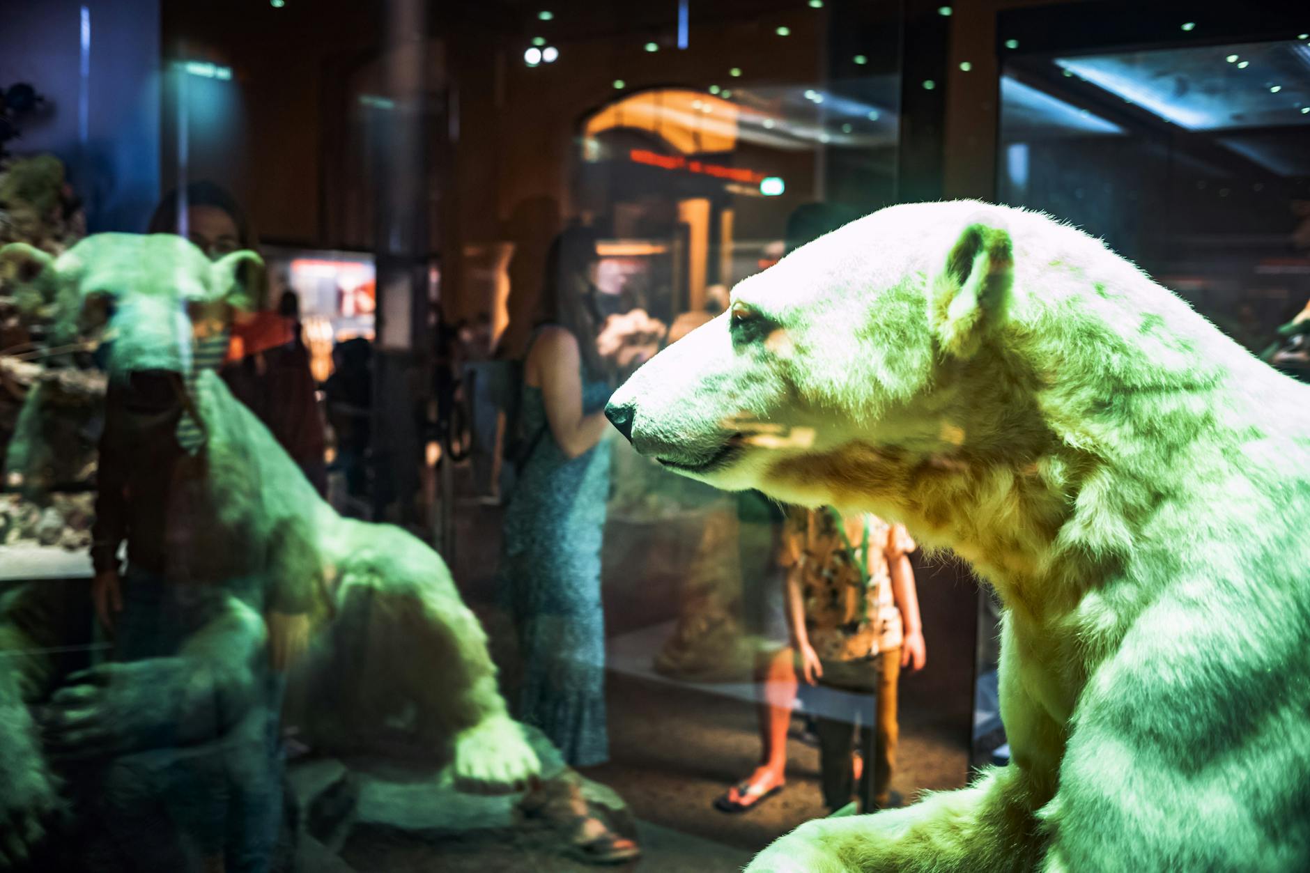 Das Berliner Museum für Naturkunde mit einem Präparat von Eisbär Knut