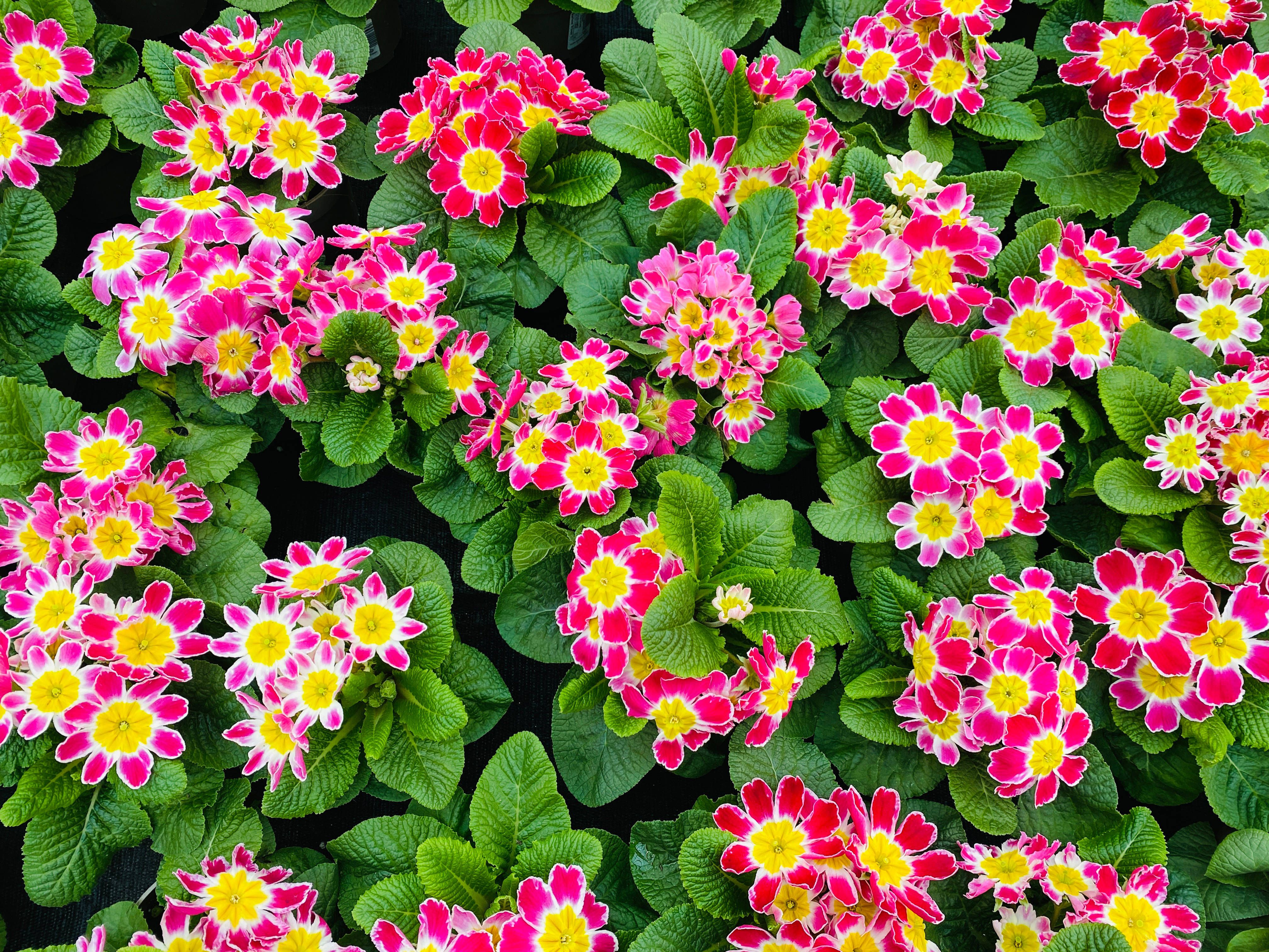 Primeln schneiden, pflanzen und pflegen: Die besten Tipps von Profi-Gärtnern!