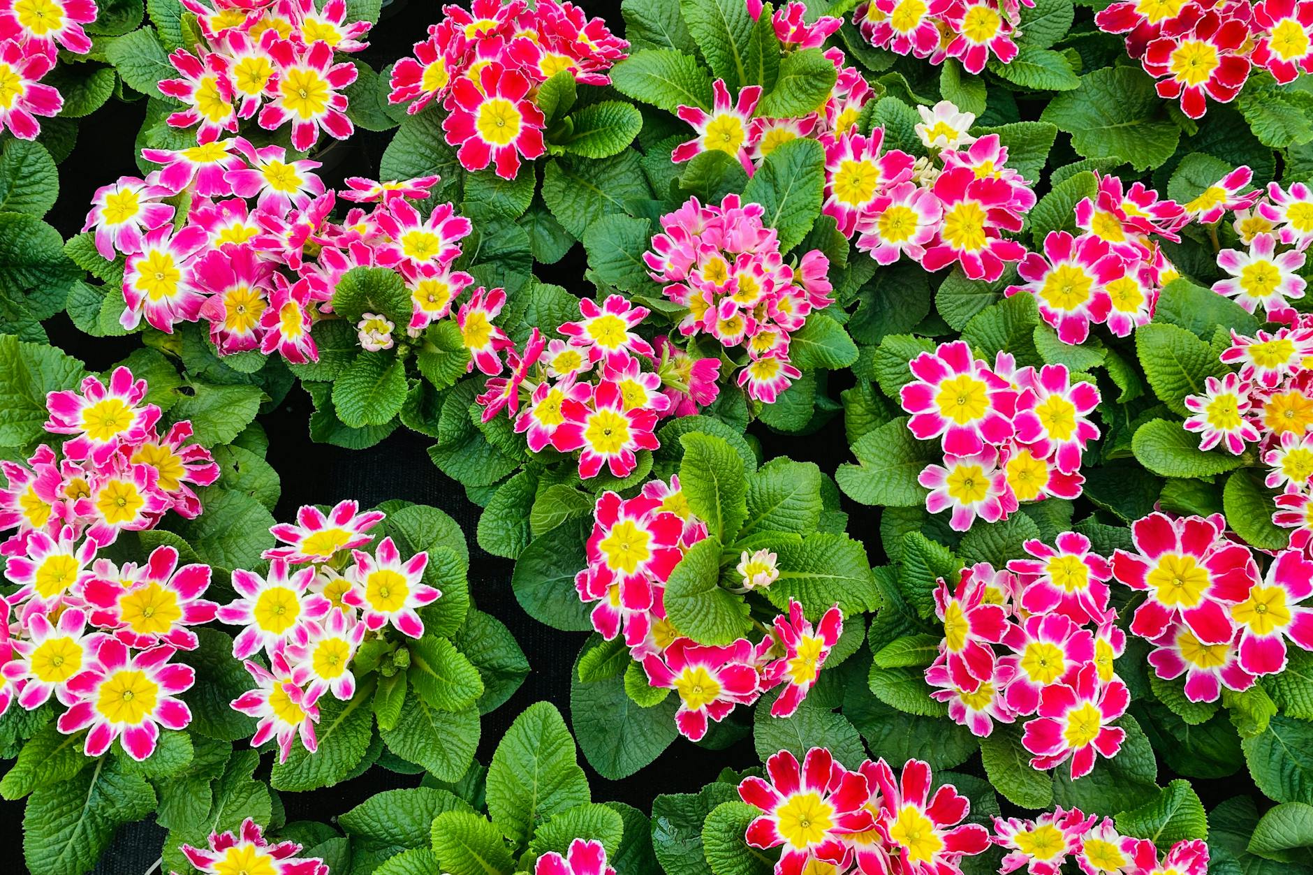 Primeln sind Anfängerpflanzen. Sie sind pflegeleicht und robust.