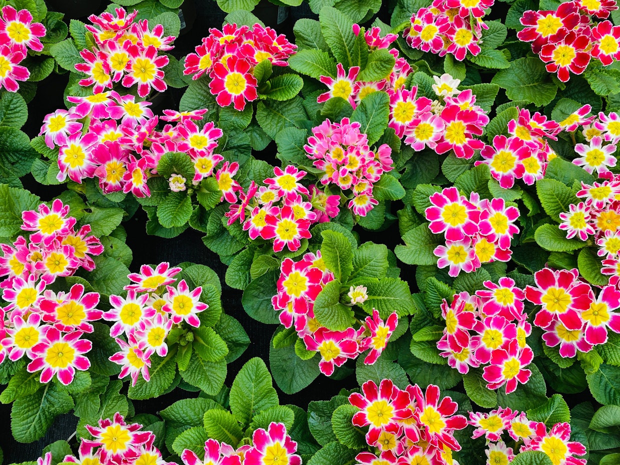 Primeln schneiden, pflanzen und pflegen: Die besten Tipps vom Profi-Gärtner!