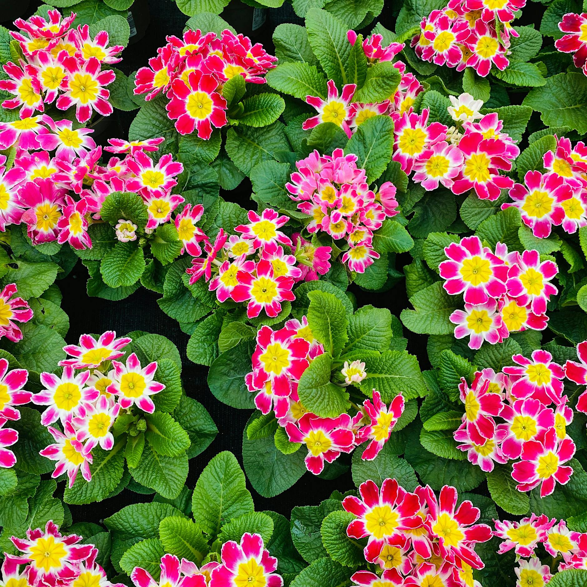 Primeln schneiden, pflanzen und pflegen: Die besten Tipps von Profi-Gärtnern!