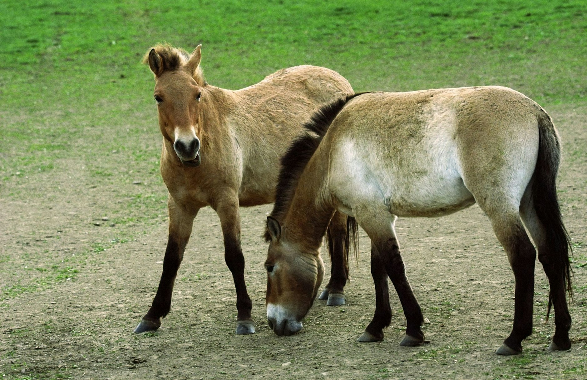 Przewalski-Pferde stehen in einer Akklimatisierungsstation.  