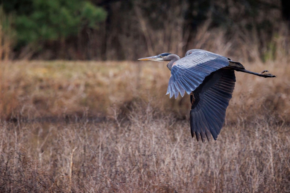 Weltrekord im Vogelbeobachten: Niemand sah so viele Vögel wie dieser Mann