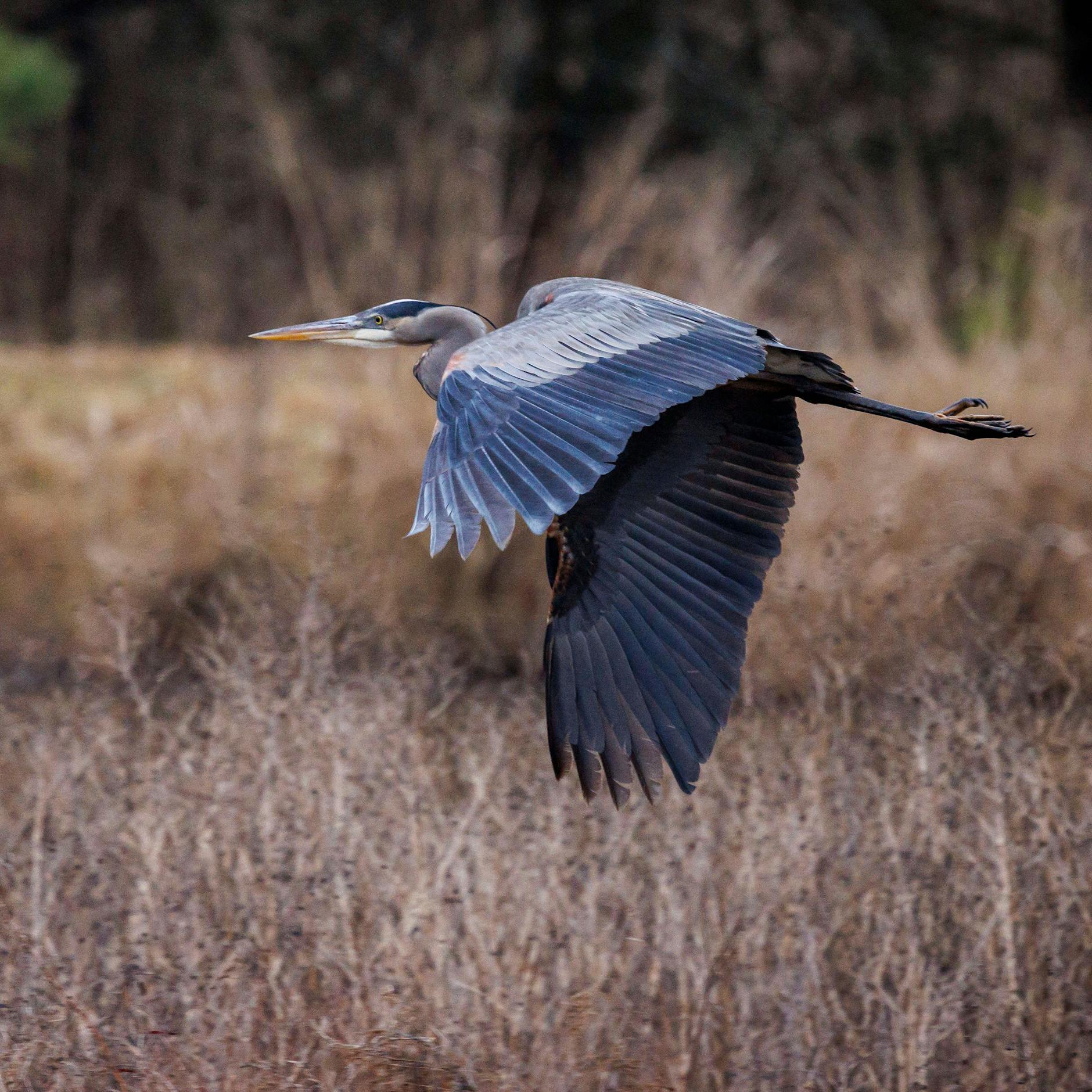 Weltrekord im Vogelbeobachten: Niemand sah so viele Vögel wie dieser Mann