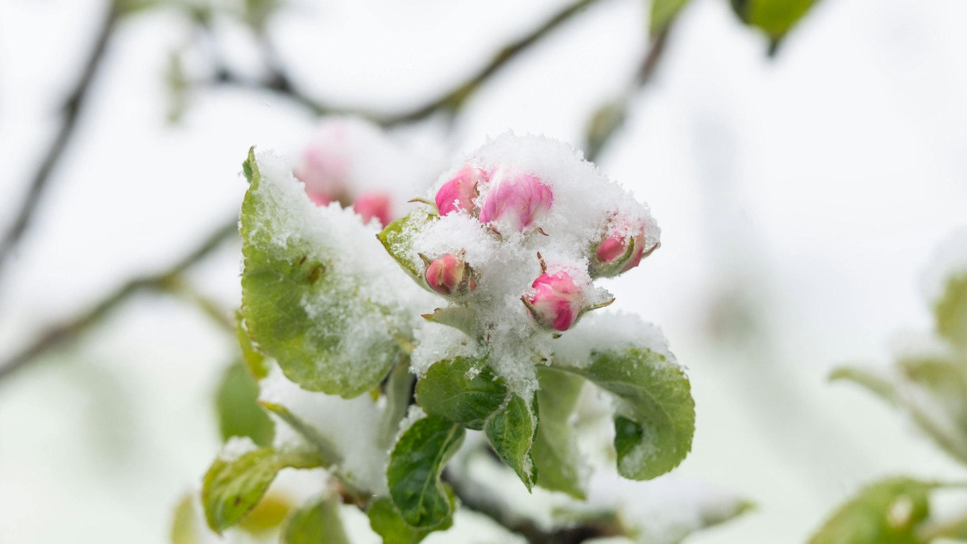 Schnee&nbsp;liegt auf den Blüten eines Apfelbaums in Baden-Württemberg.&nbsp;Wenn die Werte länger unter minus 1 Grad Celsius liegen, drohen Obstbauern Ernteeinbußen.