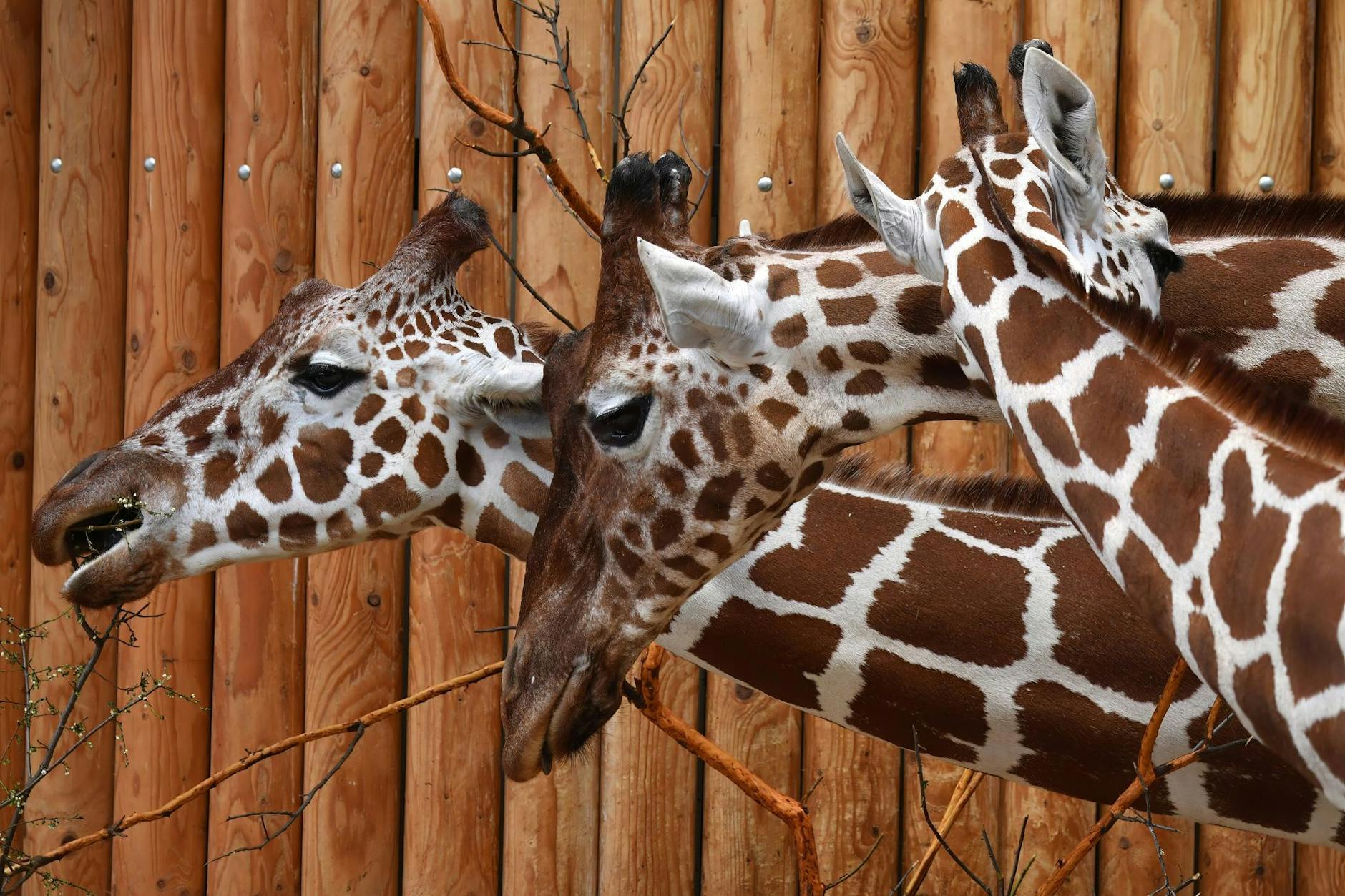 Kein langes Gesicht, dafür einen langen Hals: Netzgiraffen stehen im Safaripark Dvur Kralove im tschechischen Usti nad Labem.