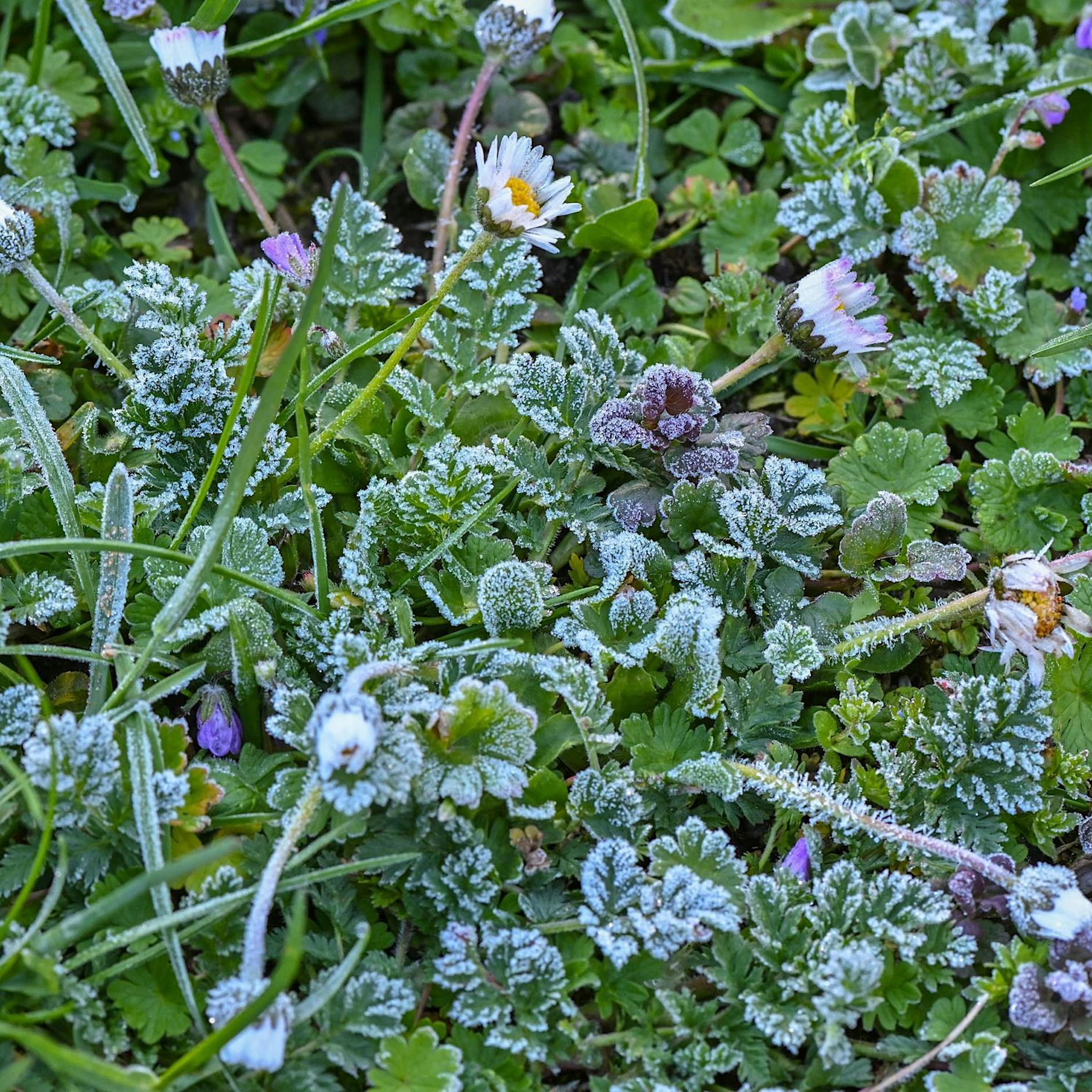 Kälteeinbruch in Berlin: Bienen und Obstbäume in Gefahr