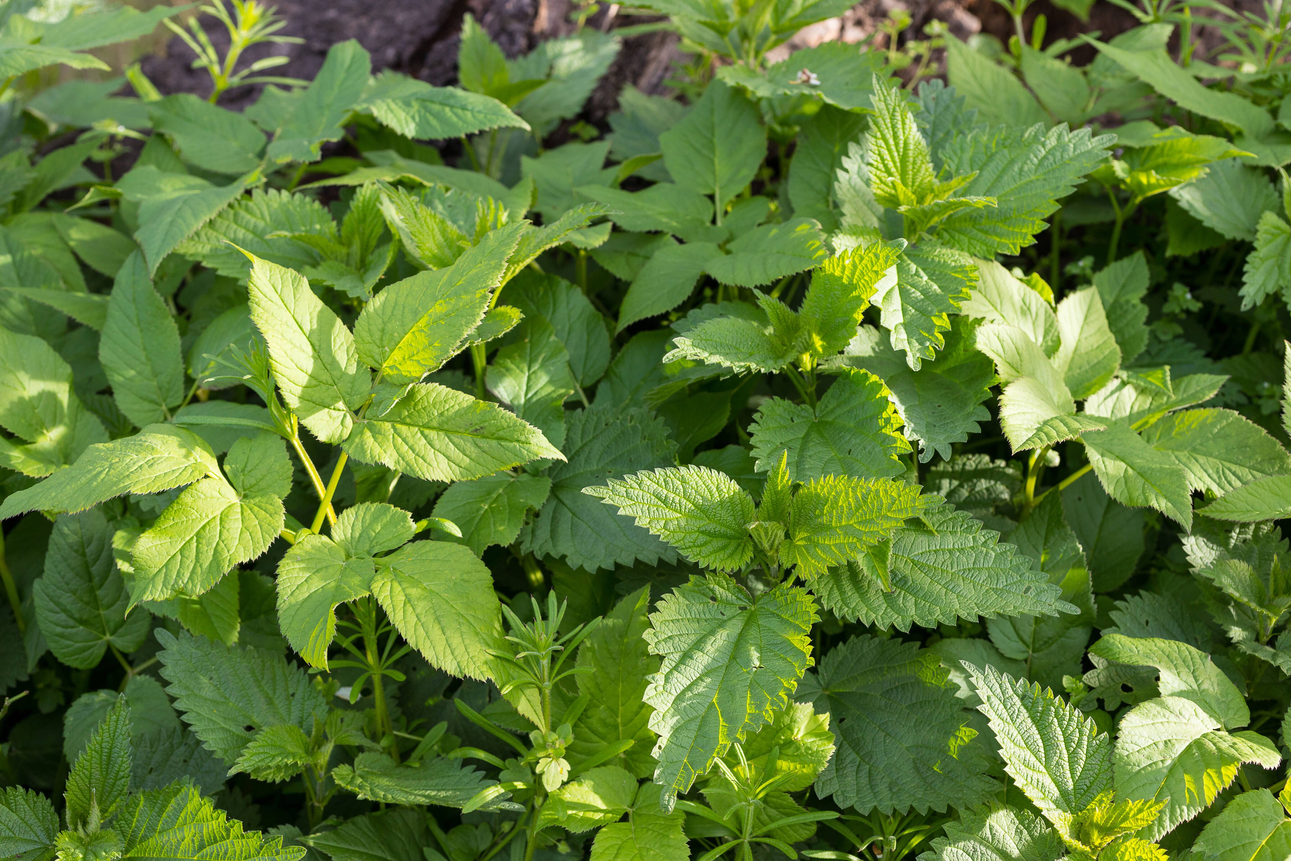 Giersch bekämpfen: Mit diesen Hausmitteln wird man das Unkraut los