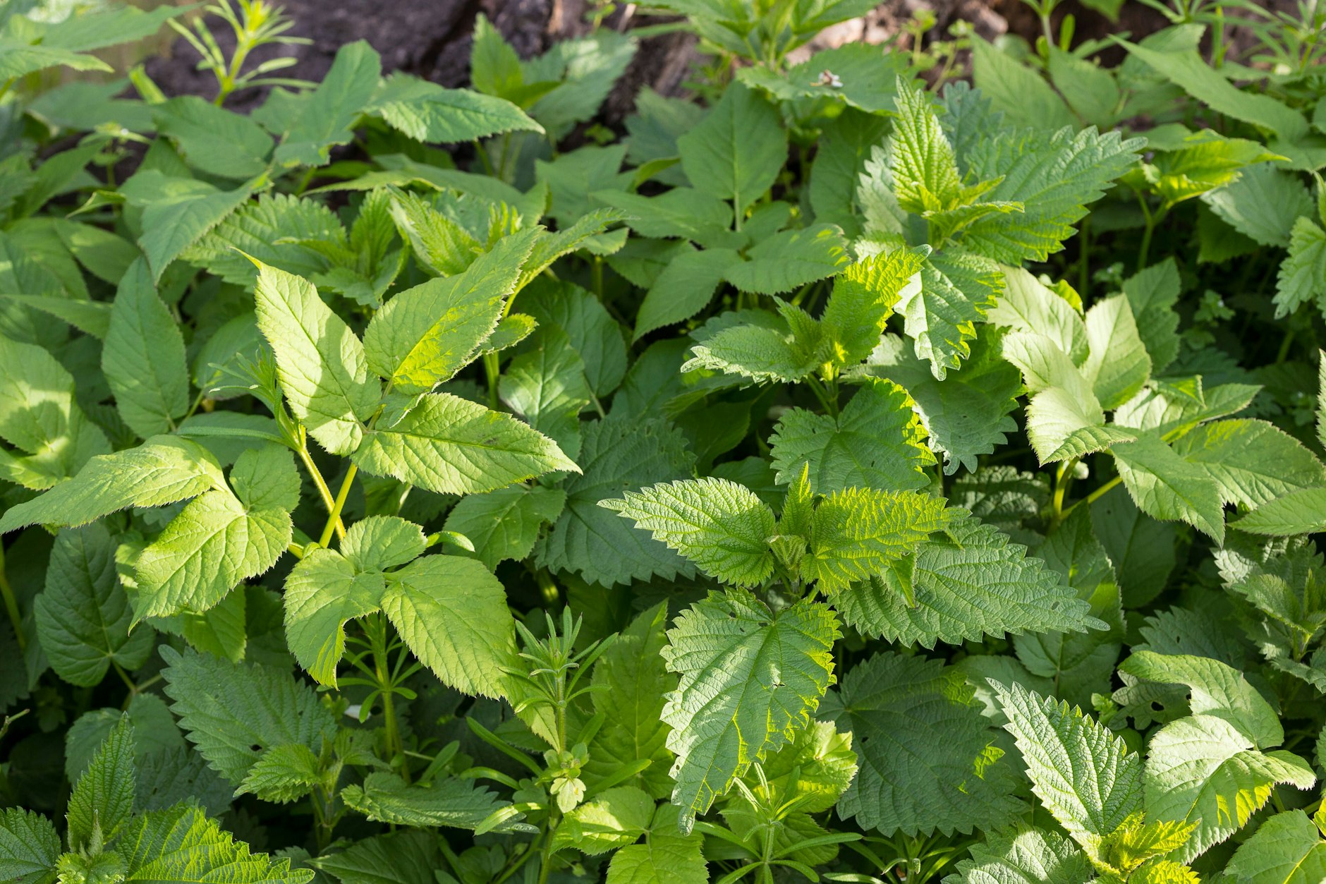 Giersch ist eines der lästigsten Unkräuter im heimischen Garten – aber mit einigen Hausmitteln kann man es bekämpfen.
