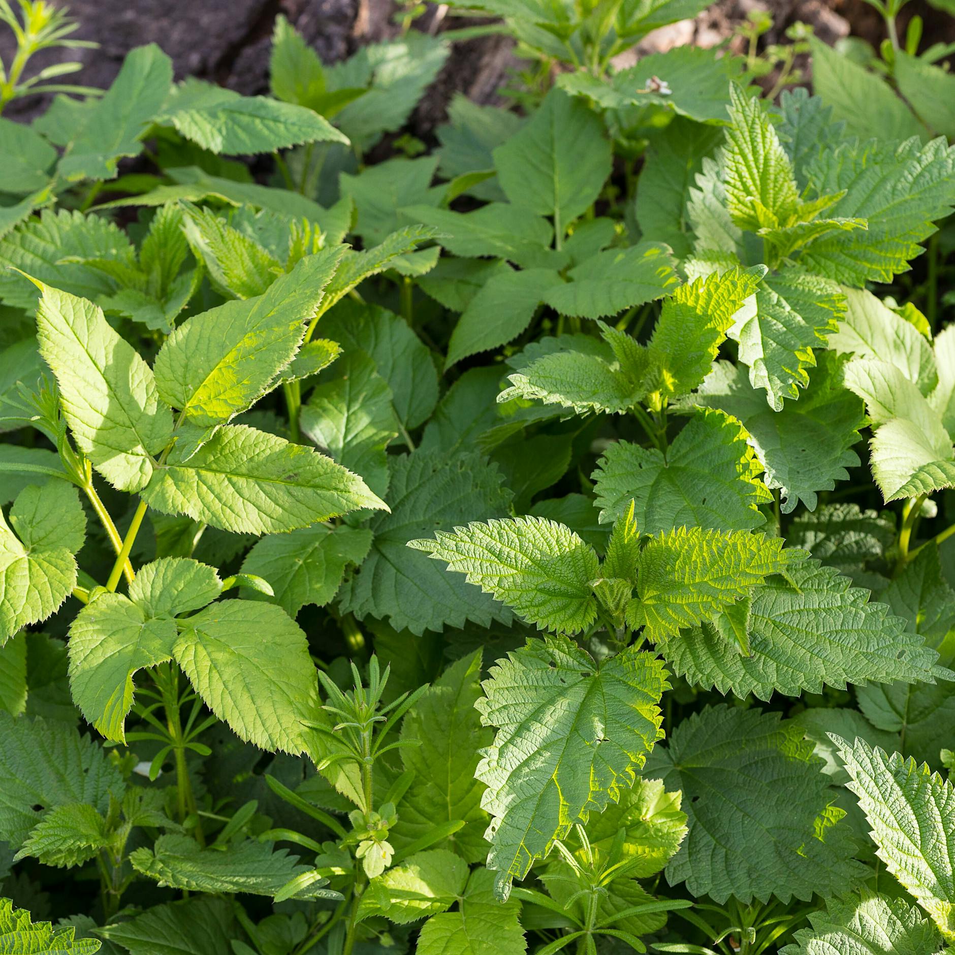 Giersch bekämpfen: Mit diesen Hausmitteln wird man das Unkraut los