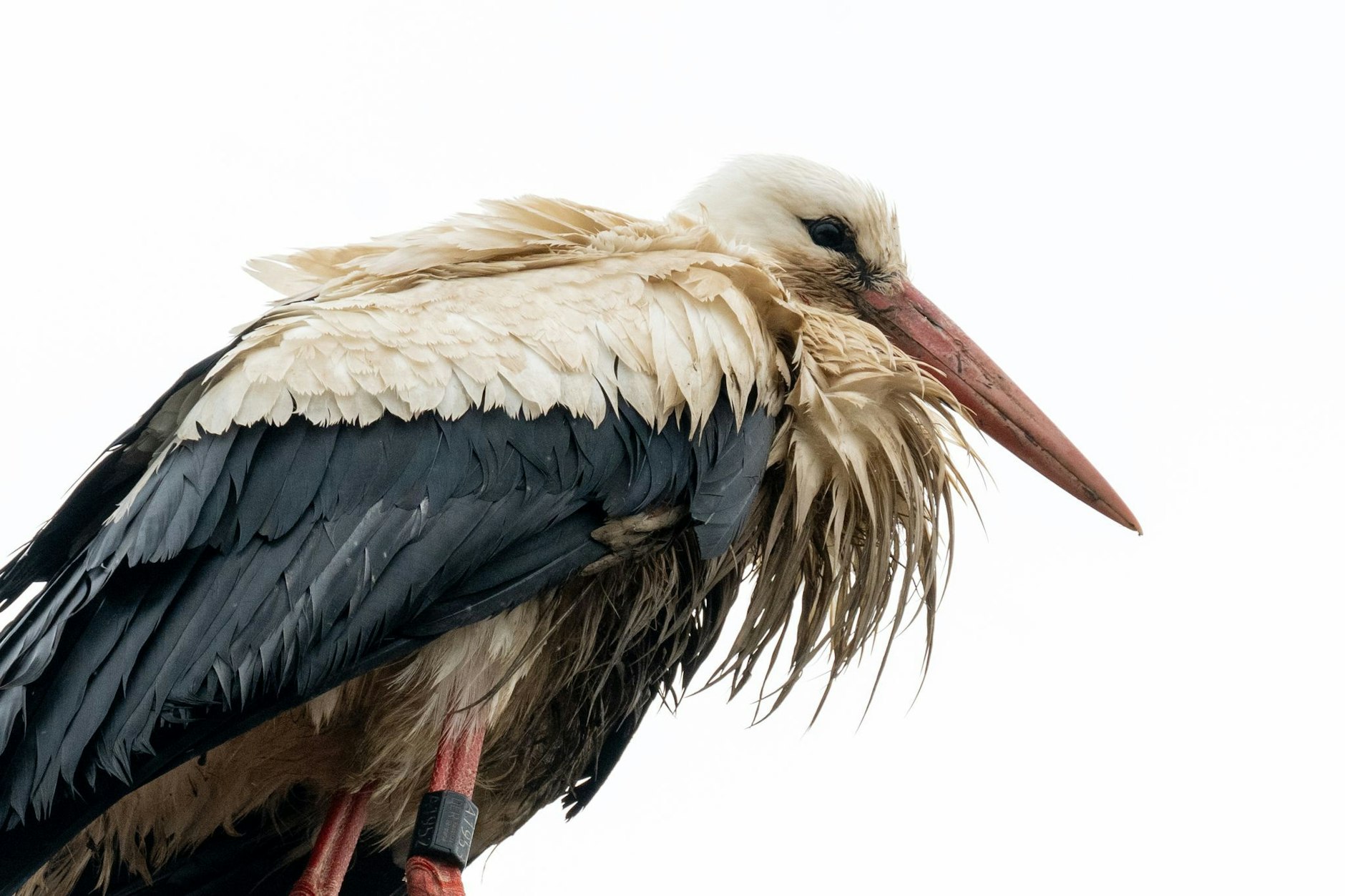 Das hat sich der Storch bei seinem Aufenthalt in Bayern auch anders vorgestellt: Die Federn des Tieres sind von Wasser durchtränkt.  