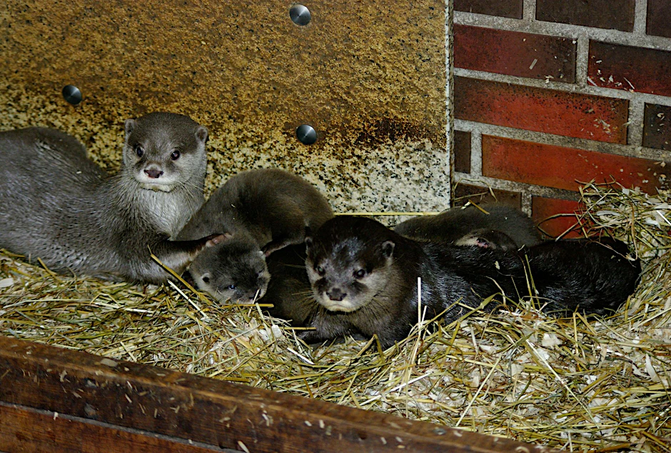 HANDOUT - Das Zwergotter-Paar Jacky und Emil mit seinem Nachwuchs im Tierpark Neumünster.  ter/dpa