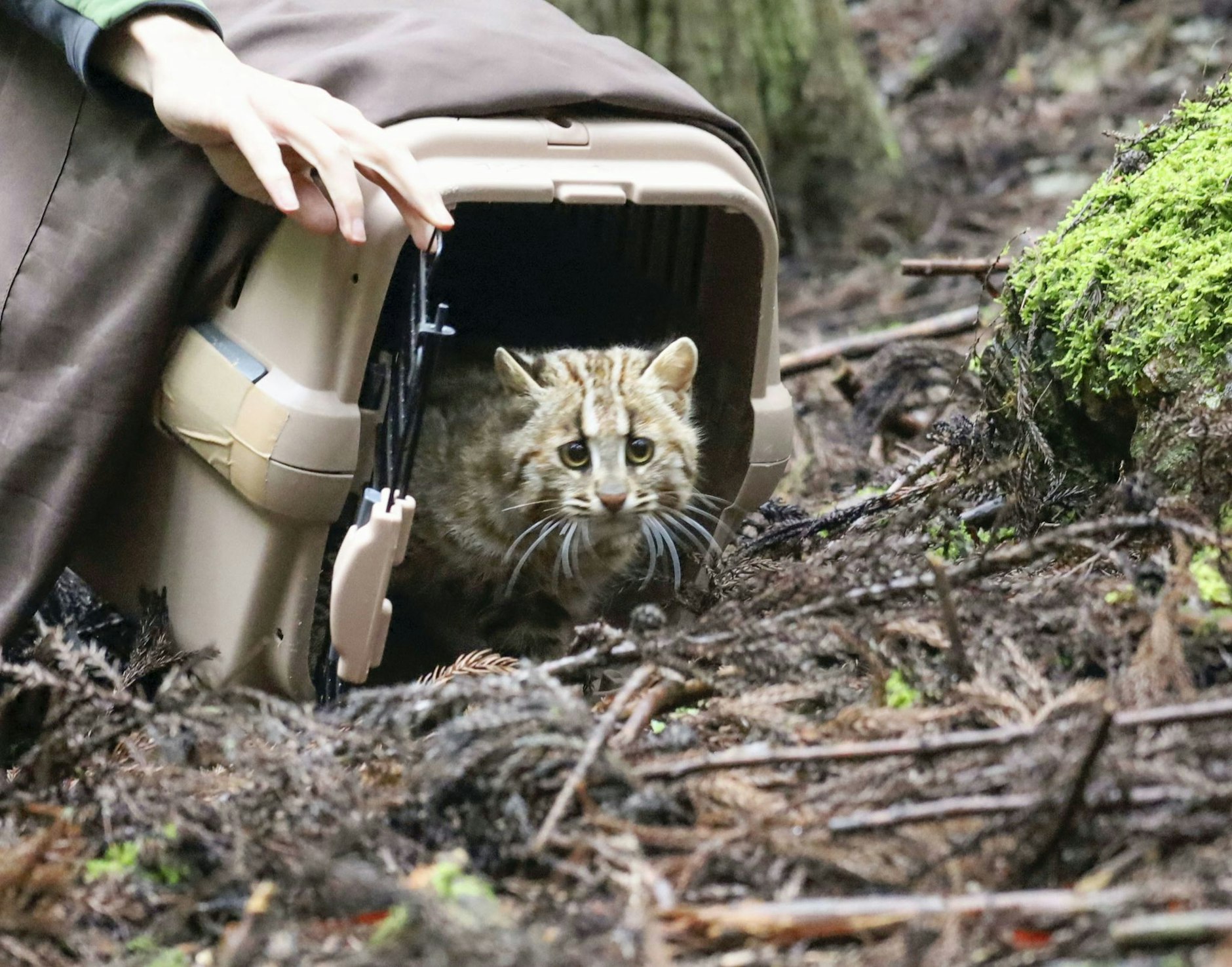Unsicher schaut sich diese junge männliche Leopardenkatze um, bevor sie ihren Transportbehälter verlässt. Das Tier wurde im Südwesten der japanischen Insel Tsushima in die Freiheit entlassen, nachdem es wegen Verletzungen durch einen Autounfall in einem Schutzzentrum behandelt wurden war.