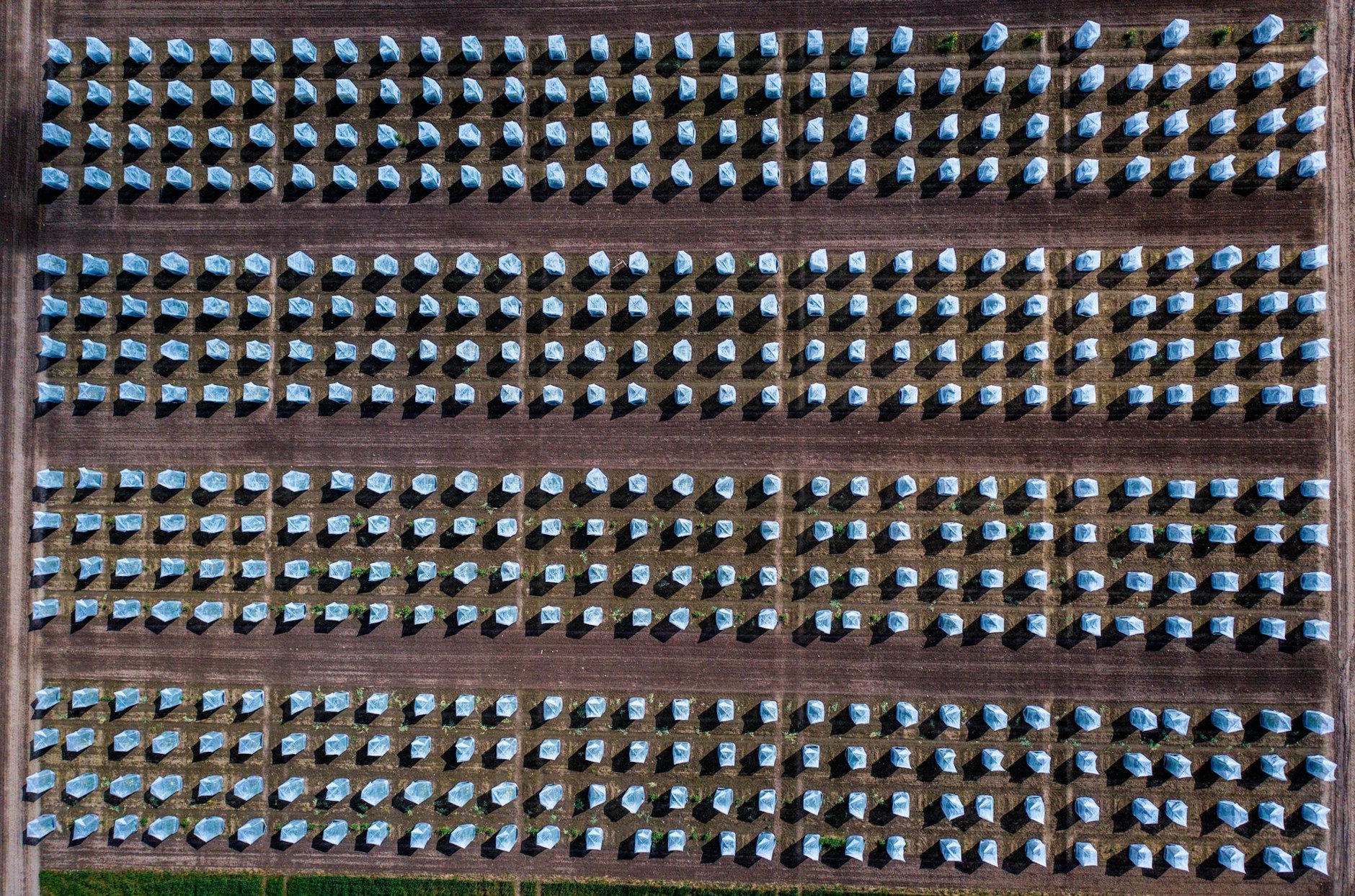 Mit kleinen Folienzelten werden Rapspflanzen verschiedener Zuchtlinien auf einem Versuchsfeld auf der Ostseeinsel Poel geschützt. So sollen ungewollte Kreuzungen mit Rapssorten auf benachbarten Feldern verhindert werden.