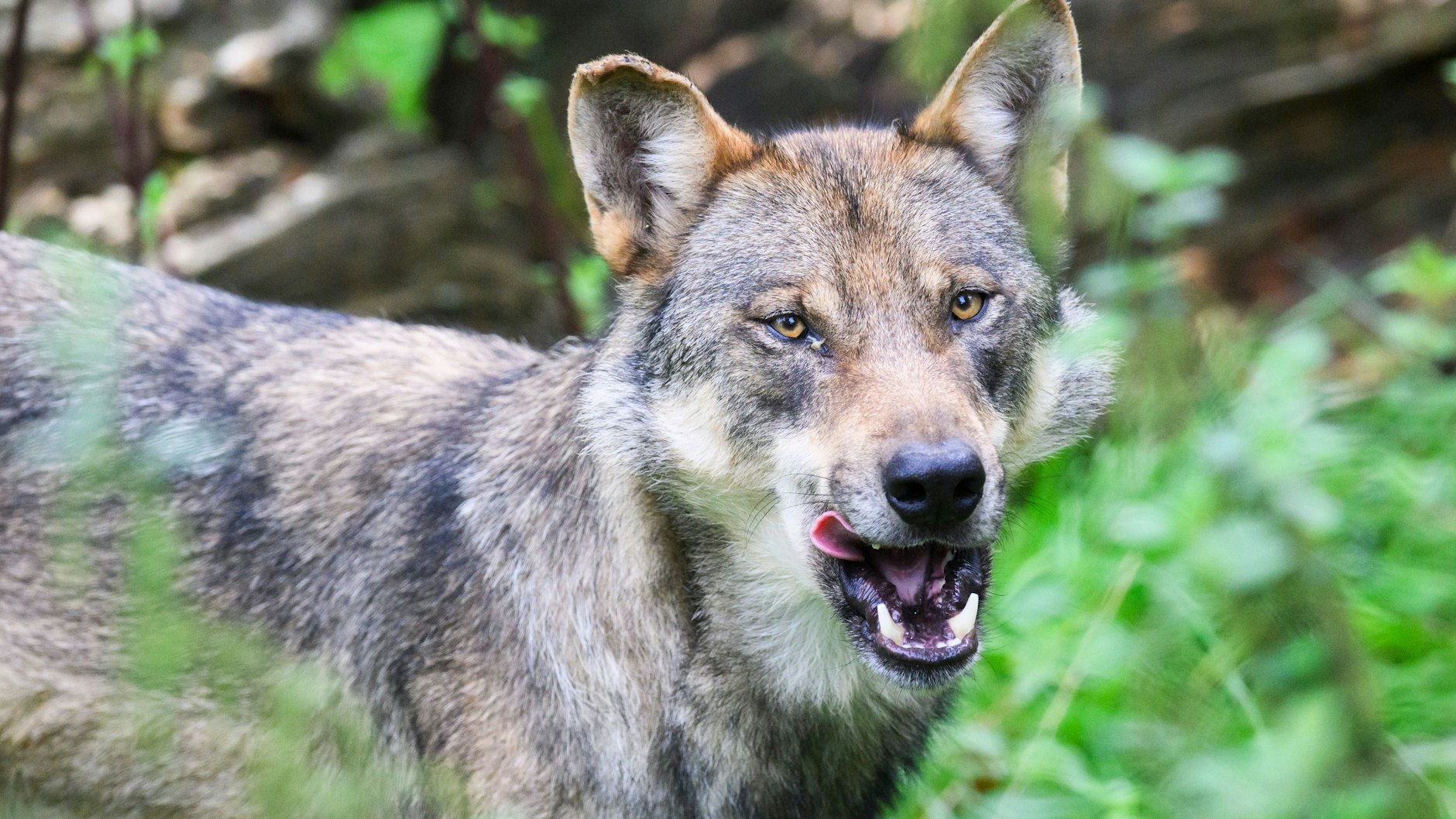 Der Brandenburger Jagdverband fordert, dass der betroffene Wolf erschossen wird.