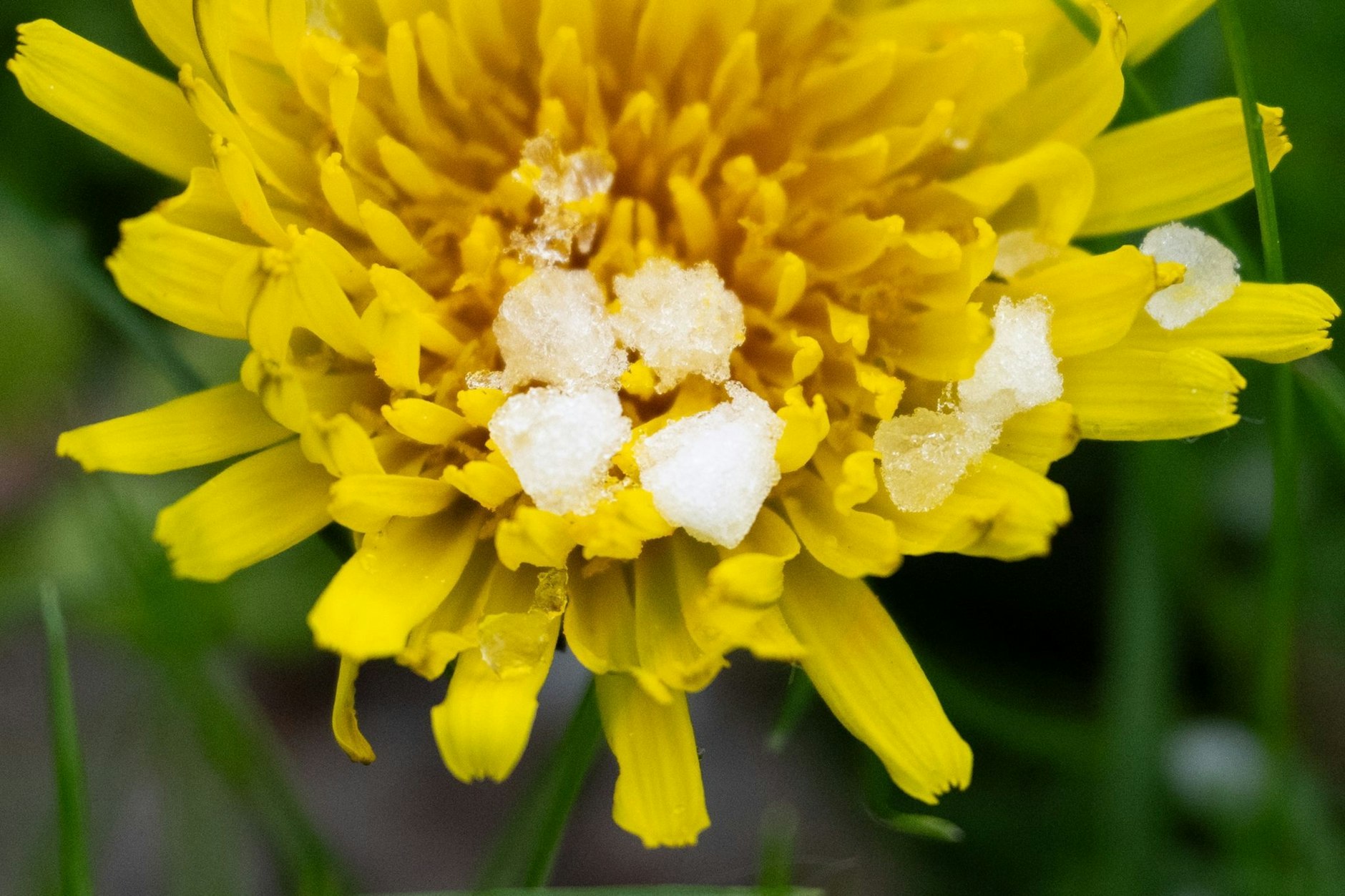 Graupelkörner liegen nach einem Schauer in Berlin auf einer Blüte.
