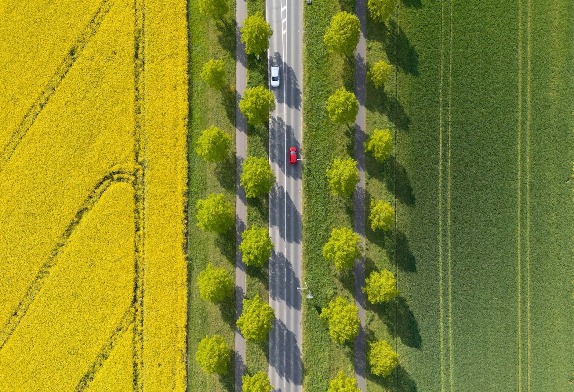 Eine mit Bäumen begrünte Allee zieht sich zwischen blühenden Rapsfeldern und Äckern hindurch.