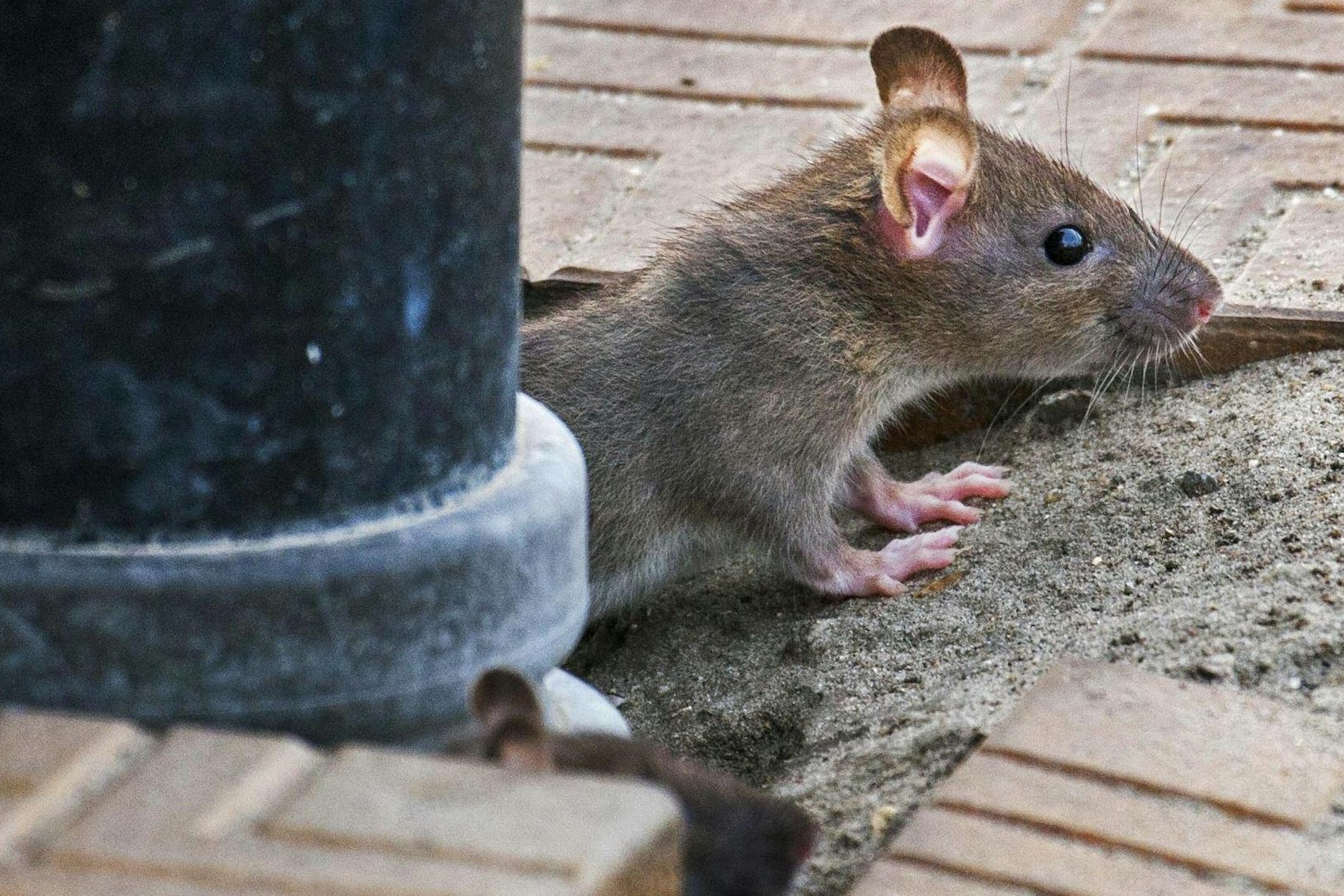 Wo Menschen sind, sind auch Ratten. Und sie fühlen sich ziemlich wohl auf der Karl-Marx-Allee in Berlin. (Symbolbild)