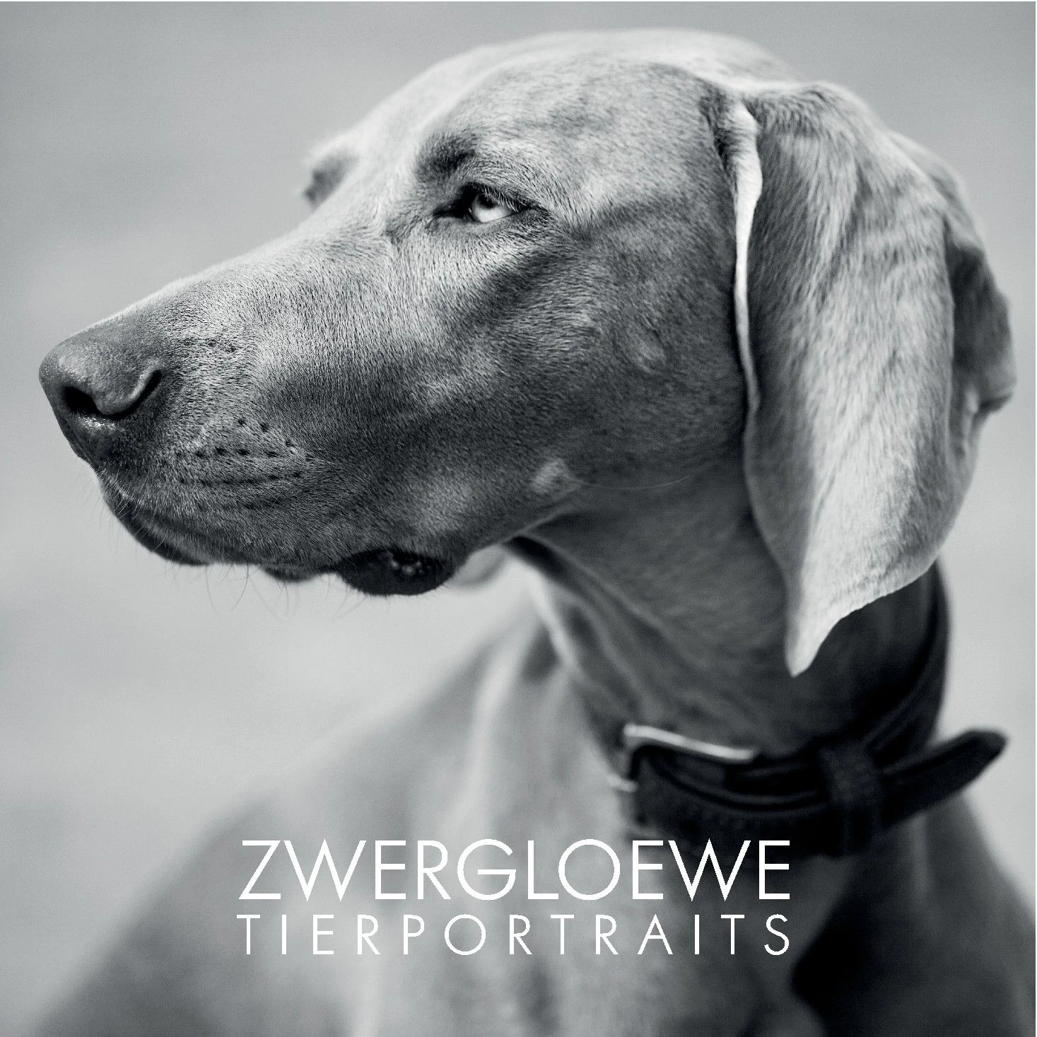 Stylische, professionelle Tierporträts gibt es bei unserem Sponsor Zwergloewe.