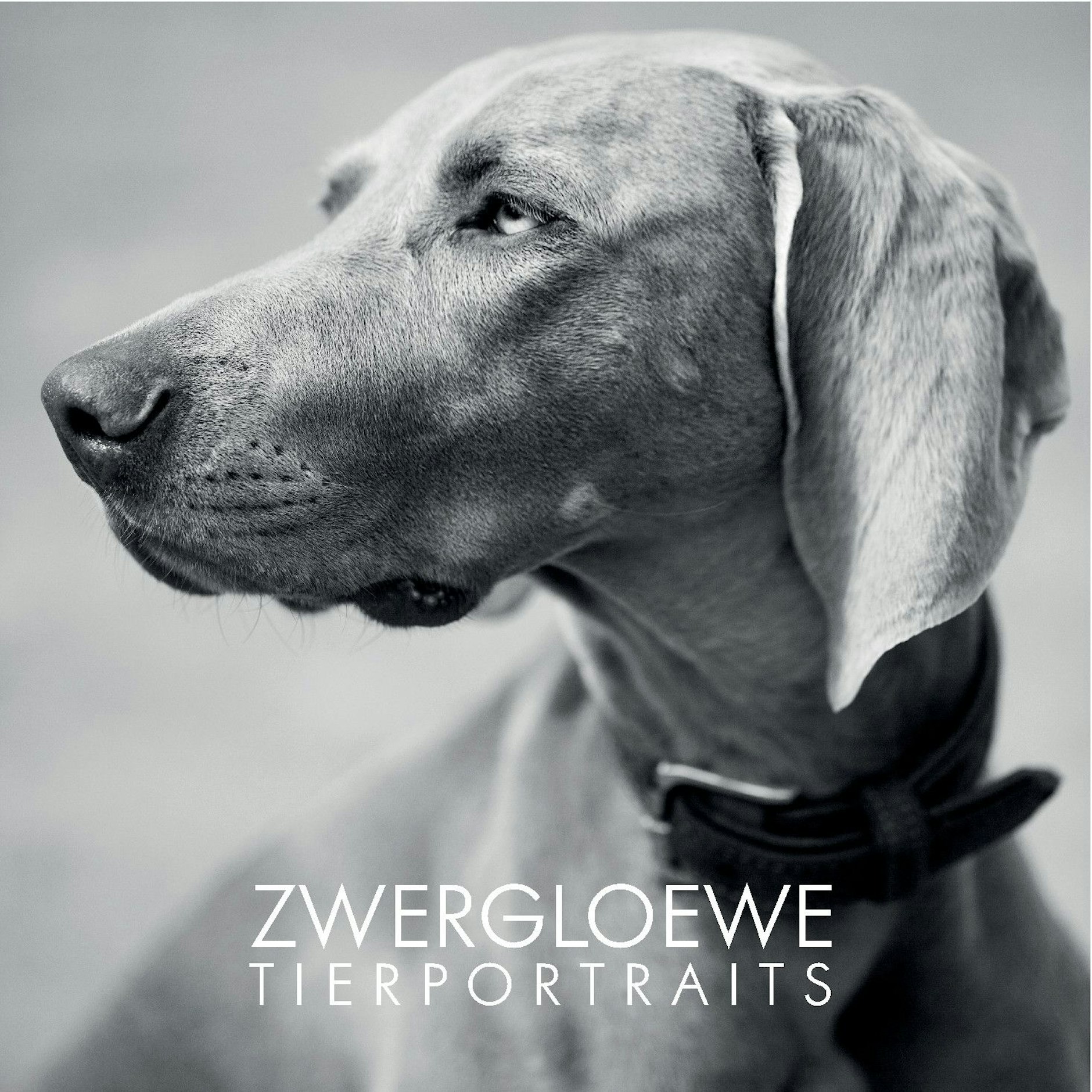 Stylische, professionelle Tierporträts gibt es bei unserem Sponsor Zwergloewe.