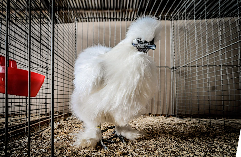 <p>Ein Seidenhuhn. Wegen ihres harmonischen Wesens gelten sie als gute Hühner für Anfänger.</p>