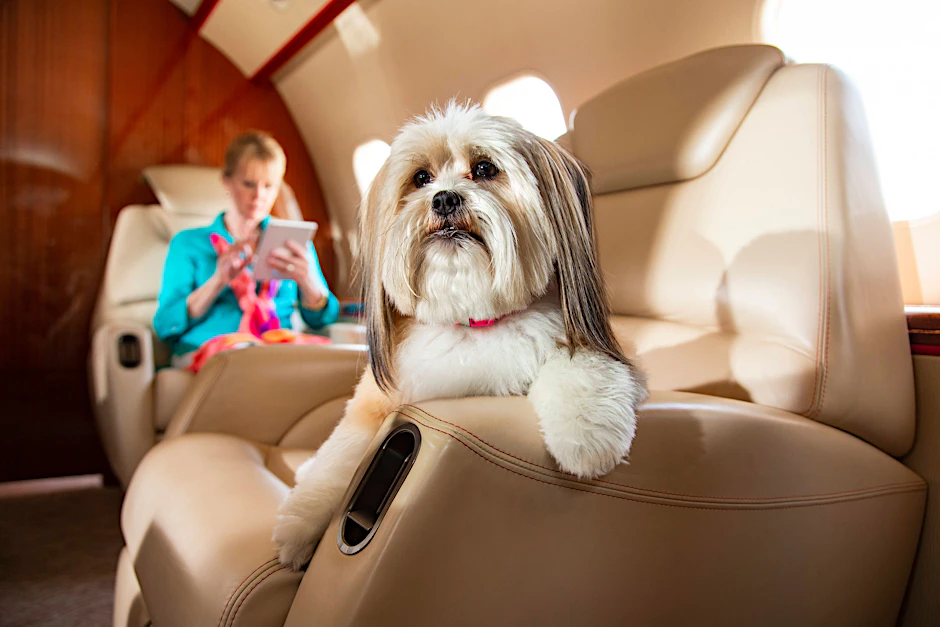 Hunde müssen normalerweise im Frachtraum mitfliegen. Bei der Airline Bark Air dürfen sie aber mit in die Kabine.