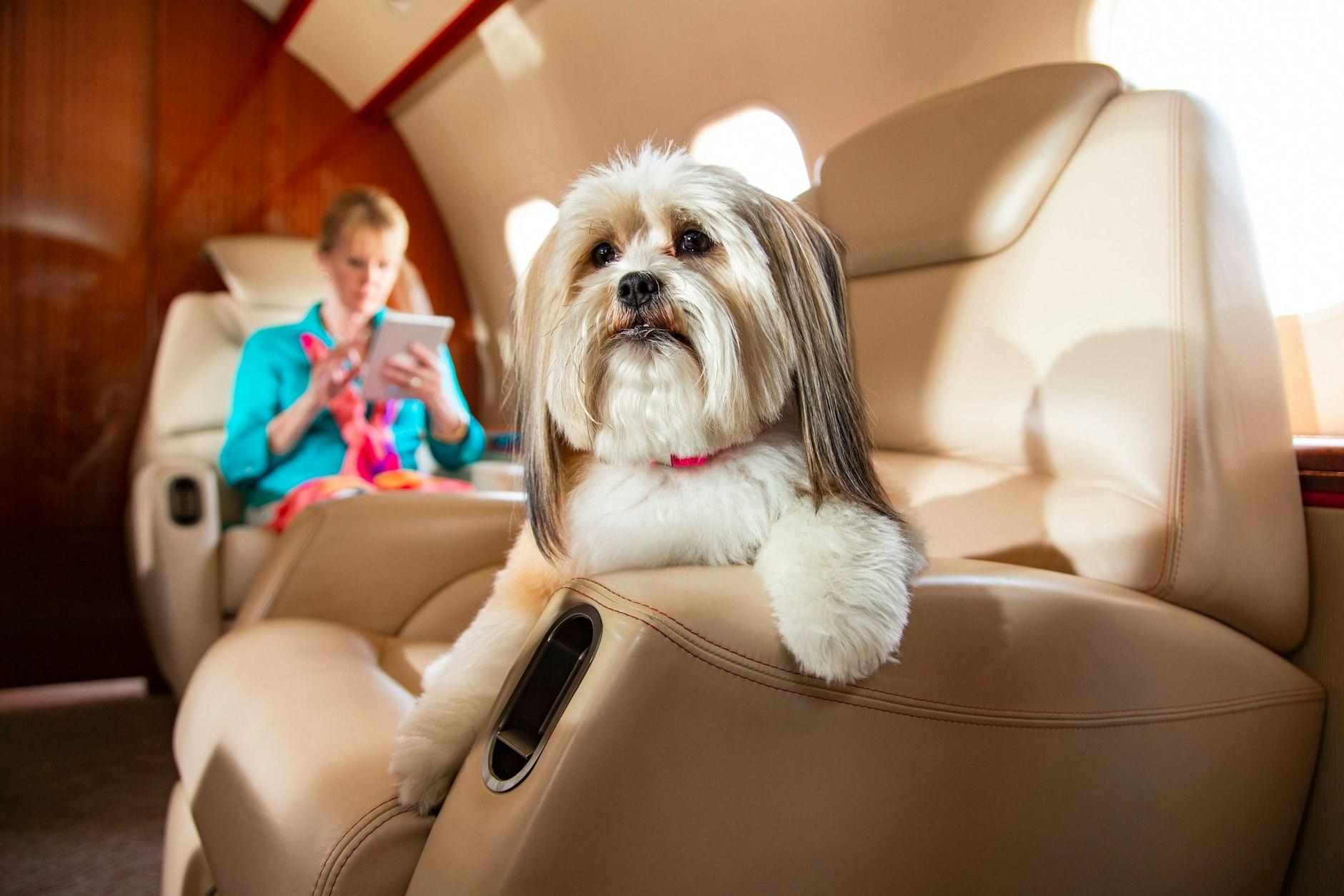 Hunde müssen normalerweise im Frachtraum mitfliegen. Bei der Airline Bark Air dürfen sie aber mit in die Kabine.