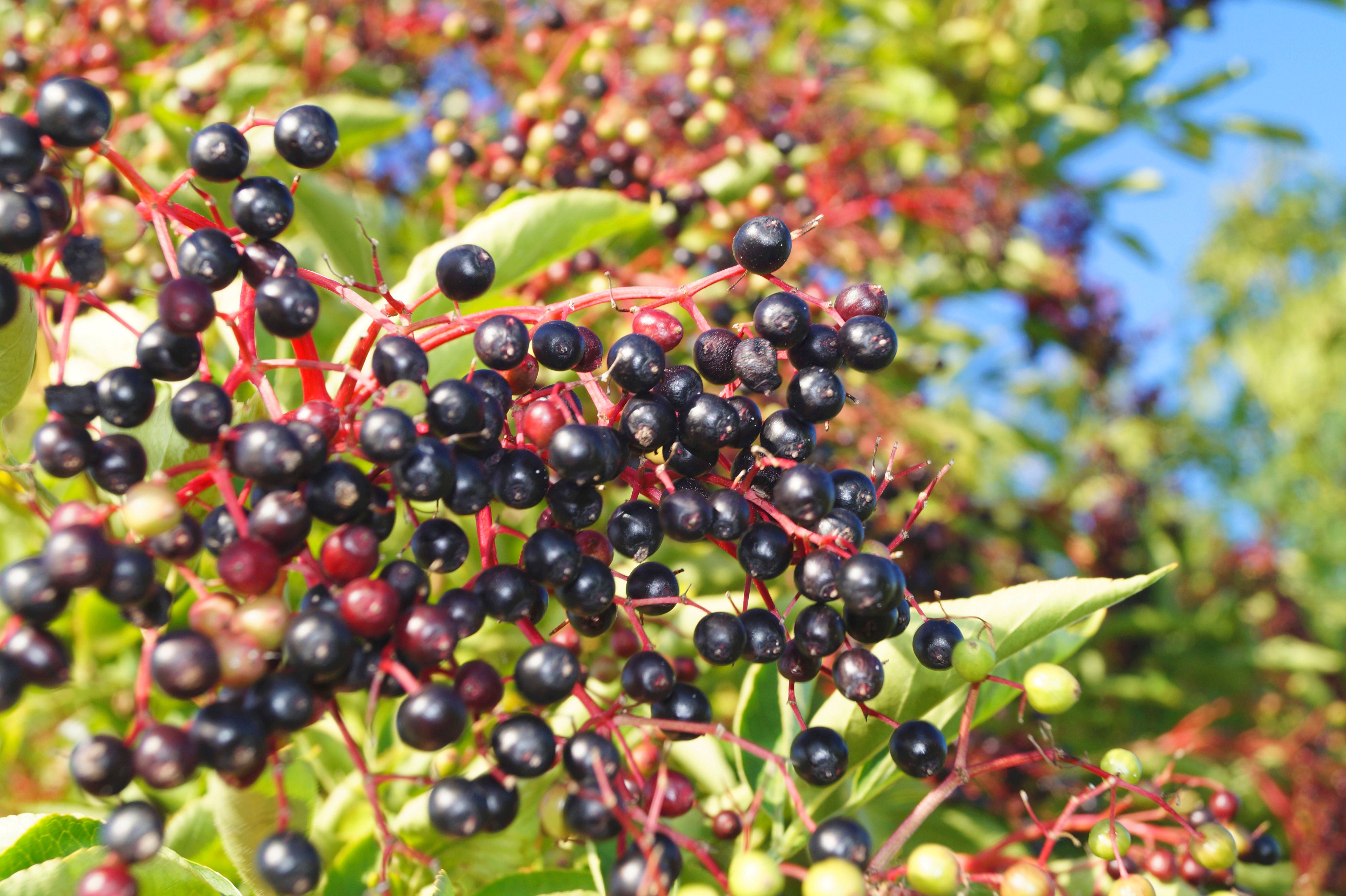 Holunder pflanzen im eigenen Garten: Anleitung und Pflege