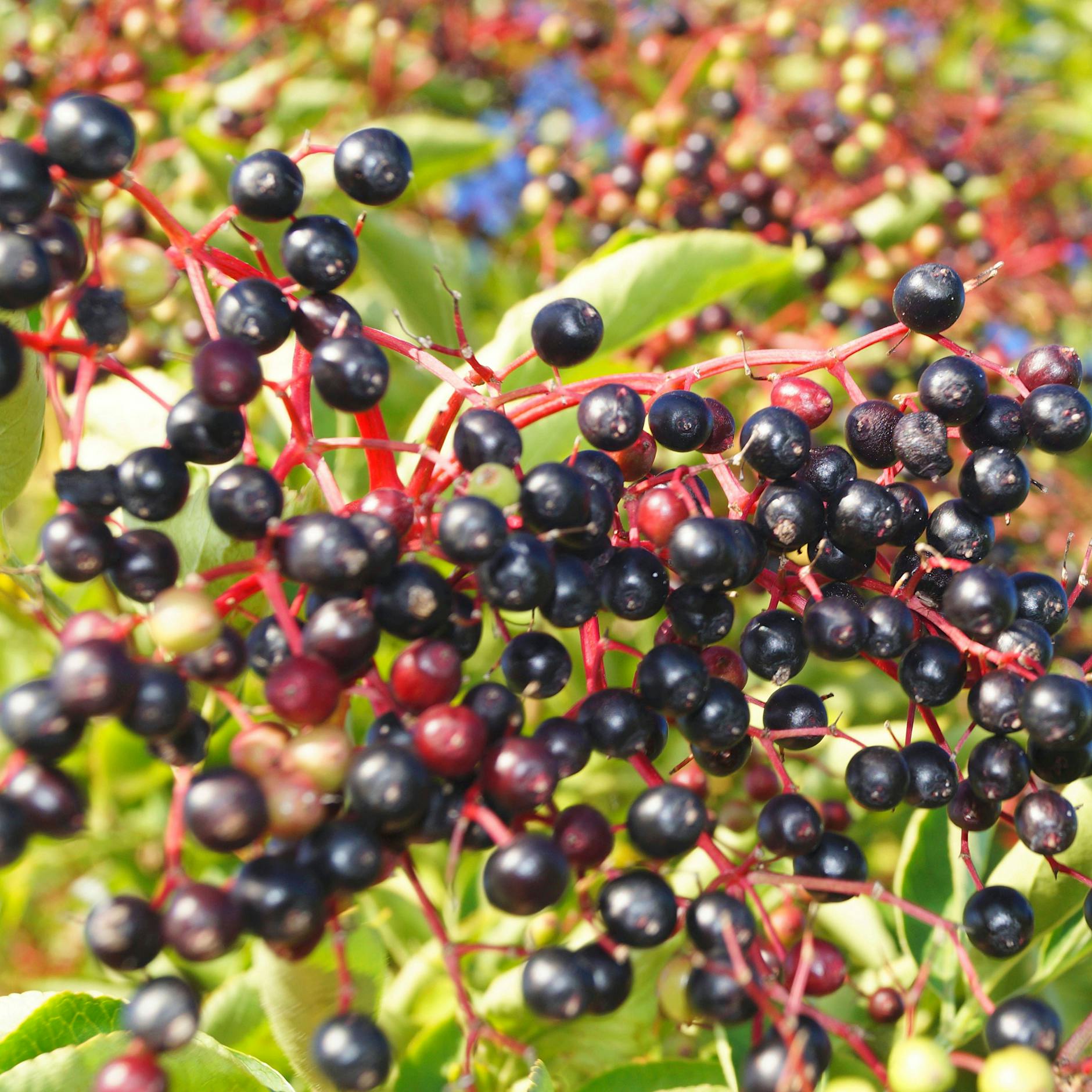 Holunder pflanzen im eigenen Garten: Anleitung und Pflege