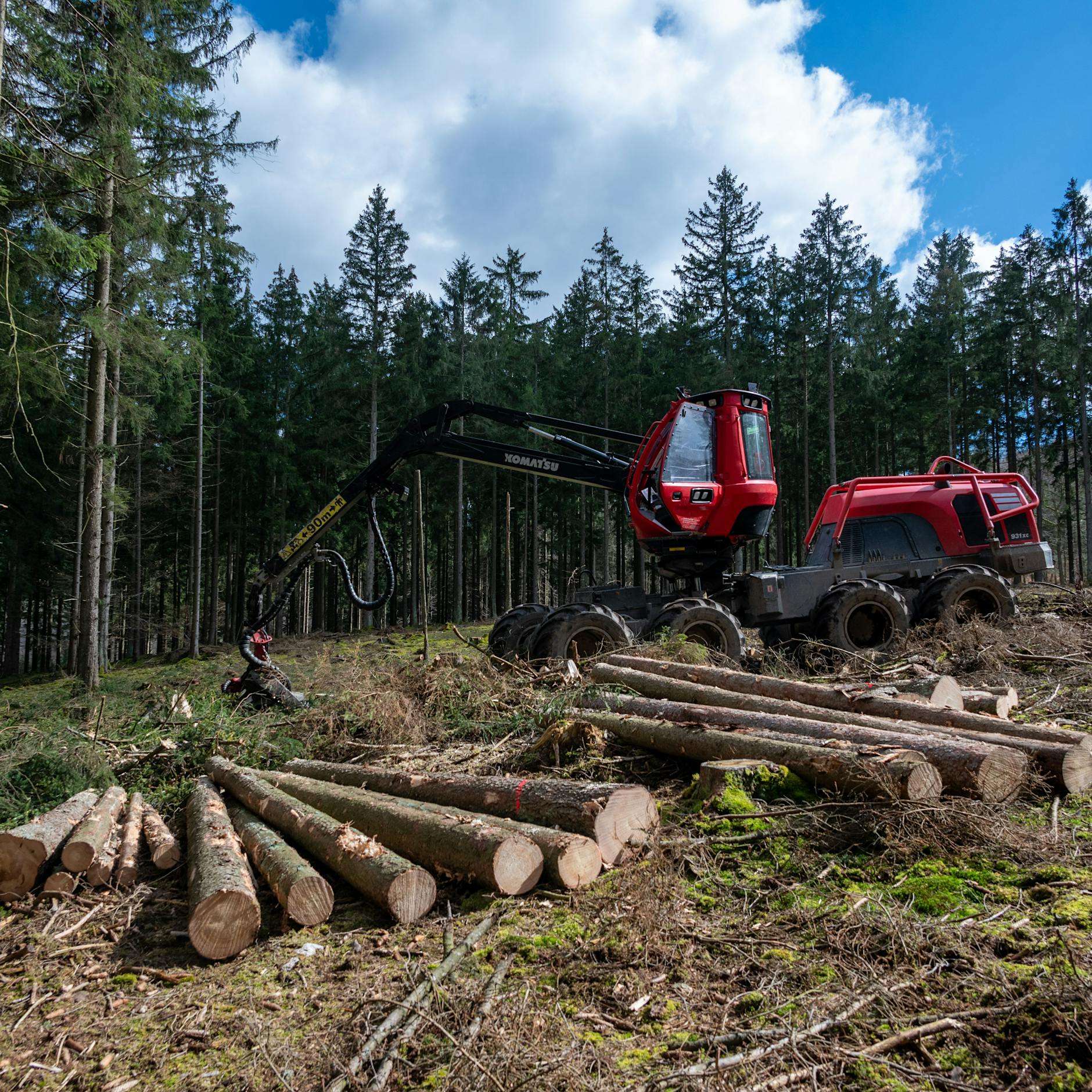 Berlin verbannt Holzschlag-Monster aus den Wäldern