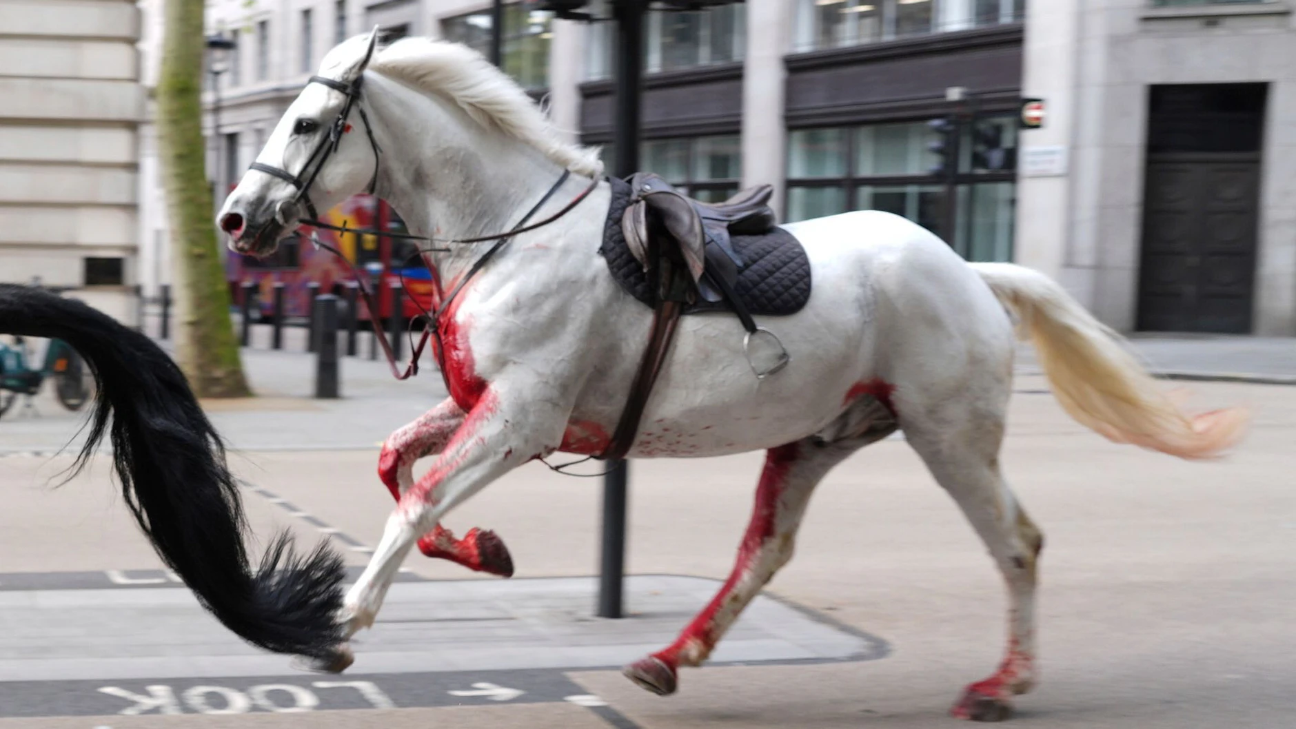 Eines der Tiere wurde bei dem Ausbruch verletzt und hatte eine blutende Wunde.
