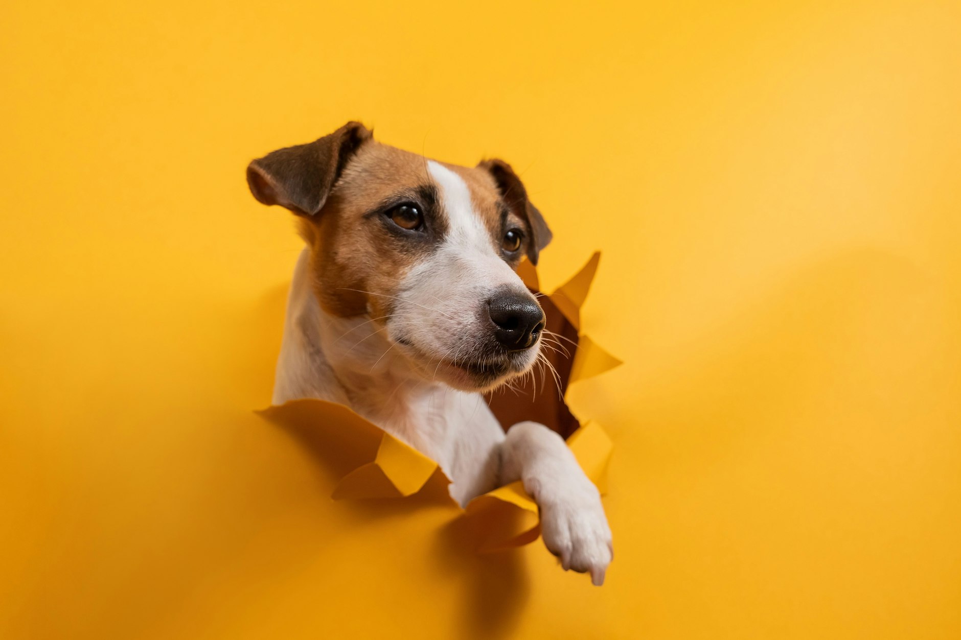 Hunde sind nicht nur süß, sie sind auch sehr faszinierende und spannende Tiere.