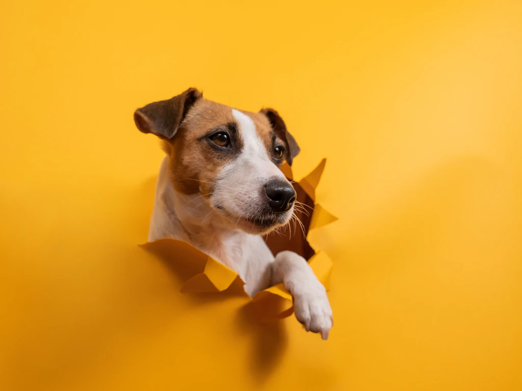 Unglaublich! Kennen Sie diese fünf krassen Fakten über Hunde?