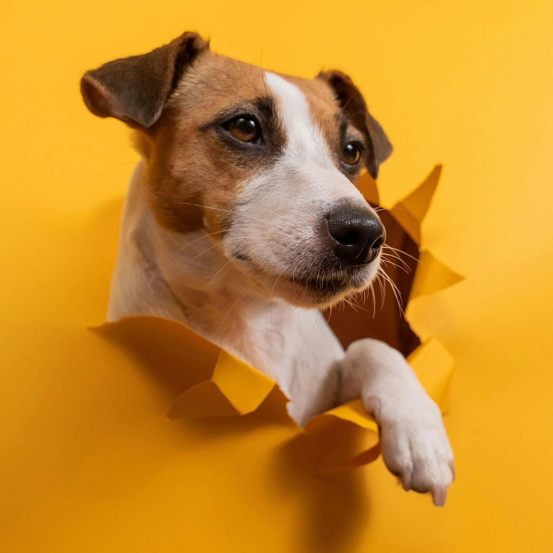 Unglaublich! Kennen Sie diese fünf krassen Fakten über Hunde?