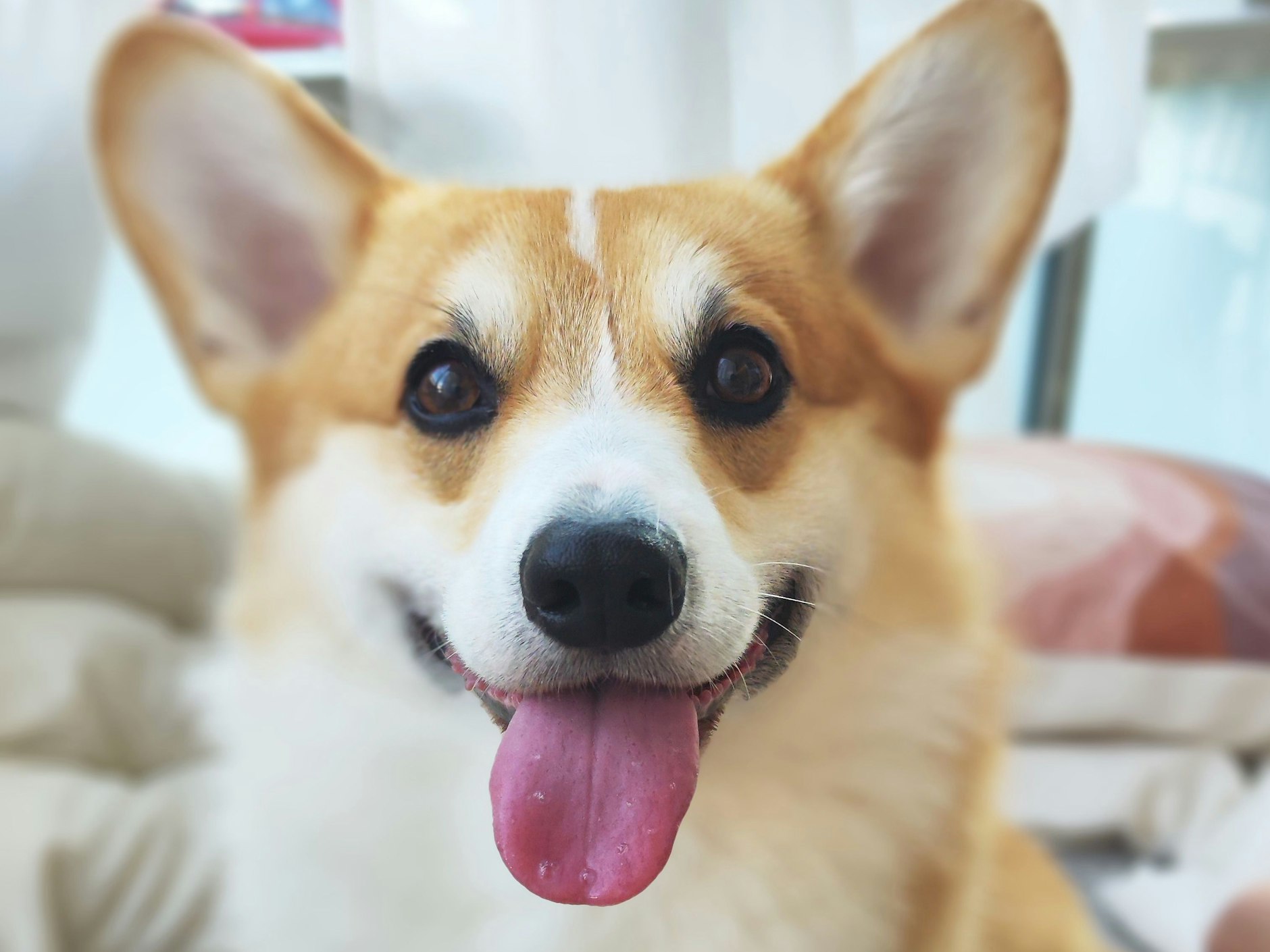 Otto hat eine schwierige Zeit hinter sich: Der Corgi musste 2022 aus der Ukraine flüchten, lebt seitdem bei seinen neuen Besitzern in Berlin. „Auch wenn das eine stressige Zeit für ihn war, ist er unglaublich freundlich, clever und mutig“, schreiben die über ihren Liebling. Auch das Lächeln ist zuckersüß – hilft es bei der Wahl?