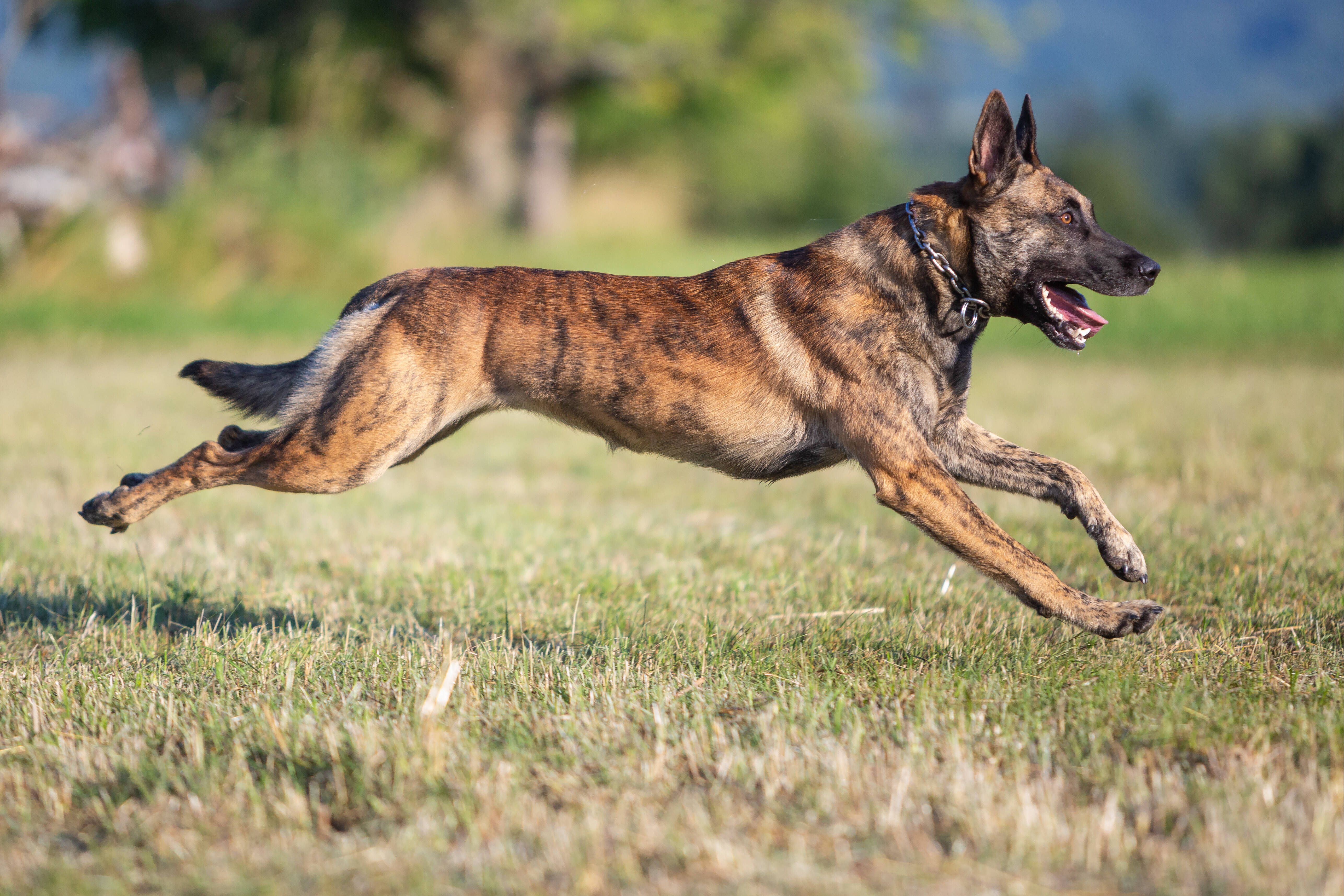 Mehr als nur „Kommissar Rex“ – das macht den Schäferhund SO besonders