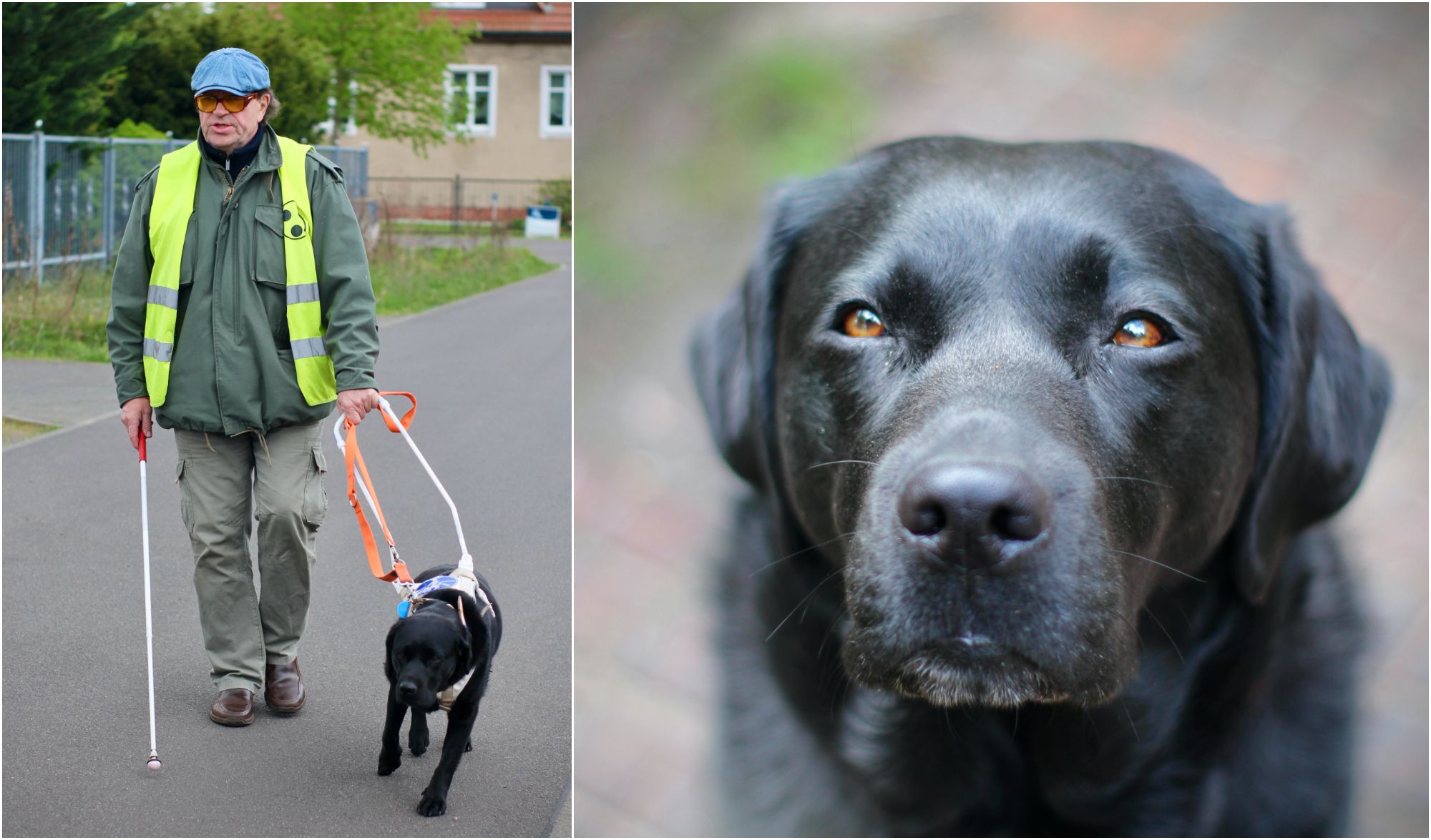 Image - Blindenhündin Xena ist Alltagsheldin: „Sie hat mir das Leben gerettet“