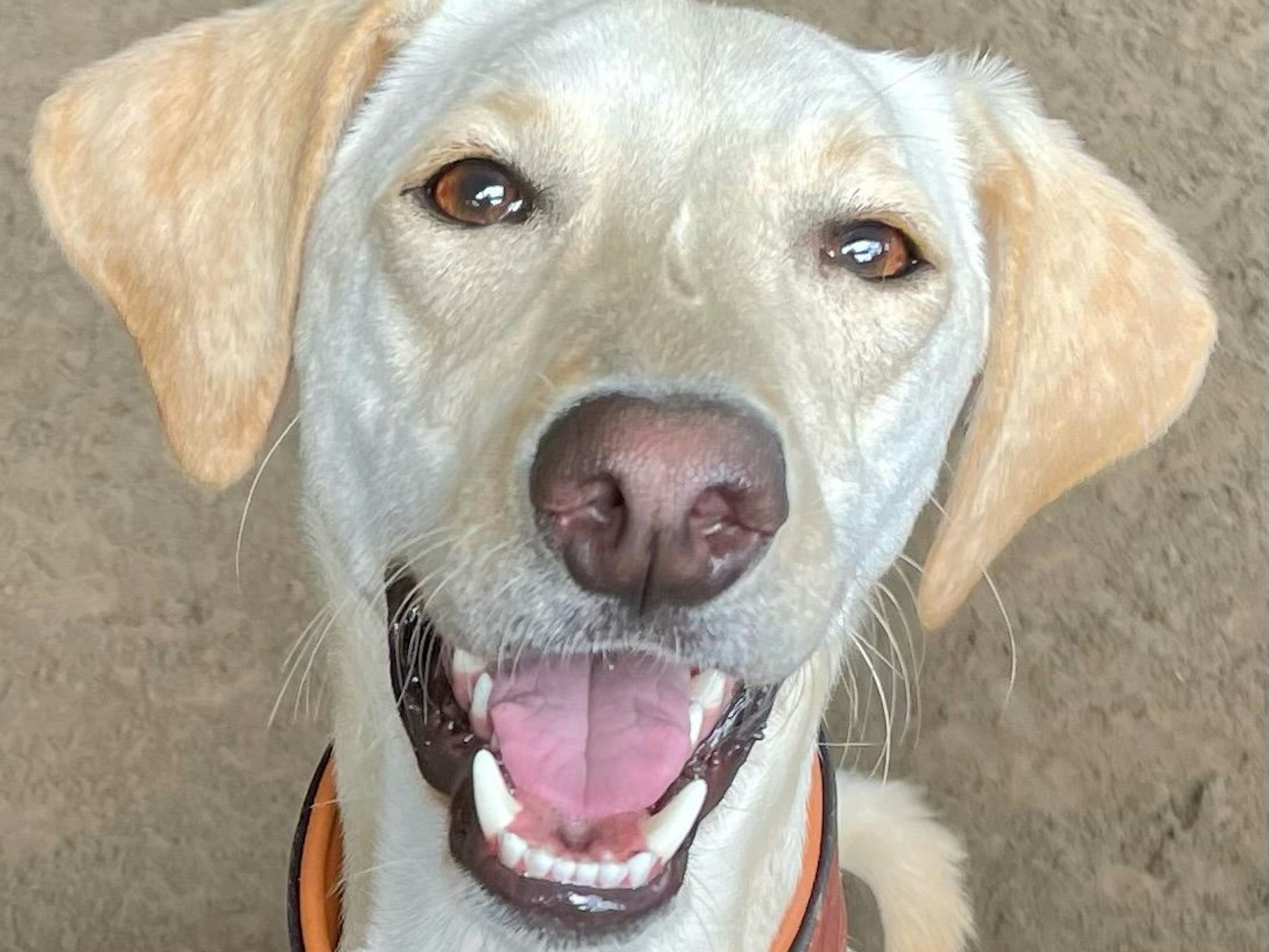 Was für ein süßes Grinsen! Barney wurde auf Kreta geboren – „und passend dazu liebt er griechischen Joghurt“, schreiben seine Besitzer. „Er ist unser Seelenhund und seit dem ersten Moment in unseren Herzen!“