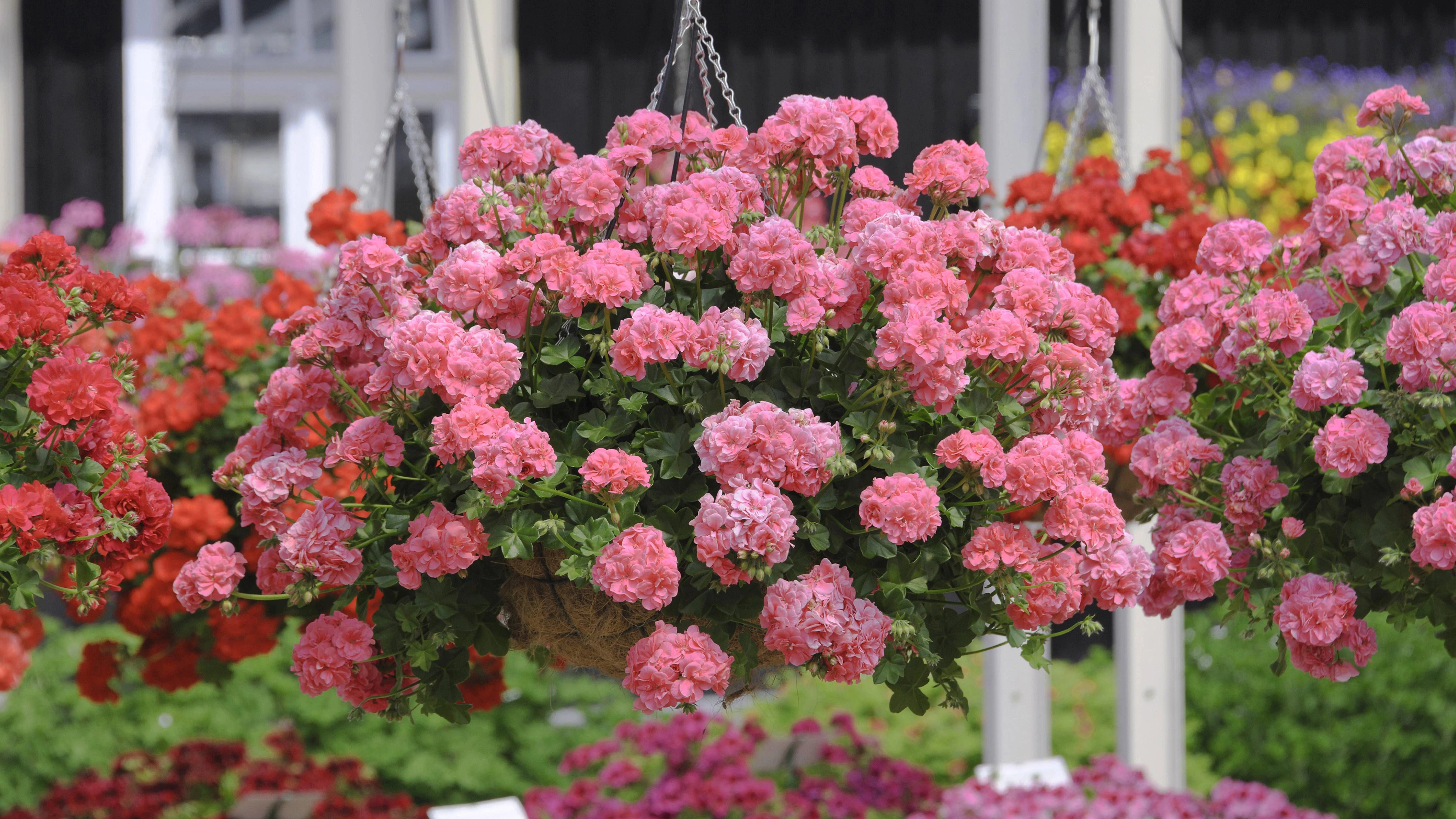 Wer kräftige Geranien-Blüten will, sollte die Pflanzen richtig pflegen – gern auch mit Hausmitteln.