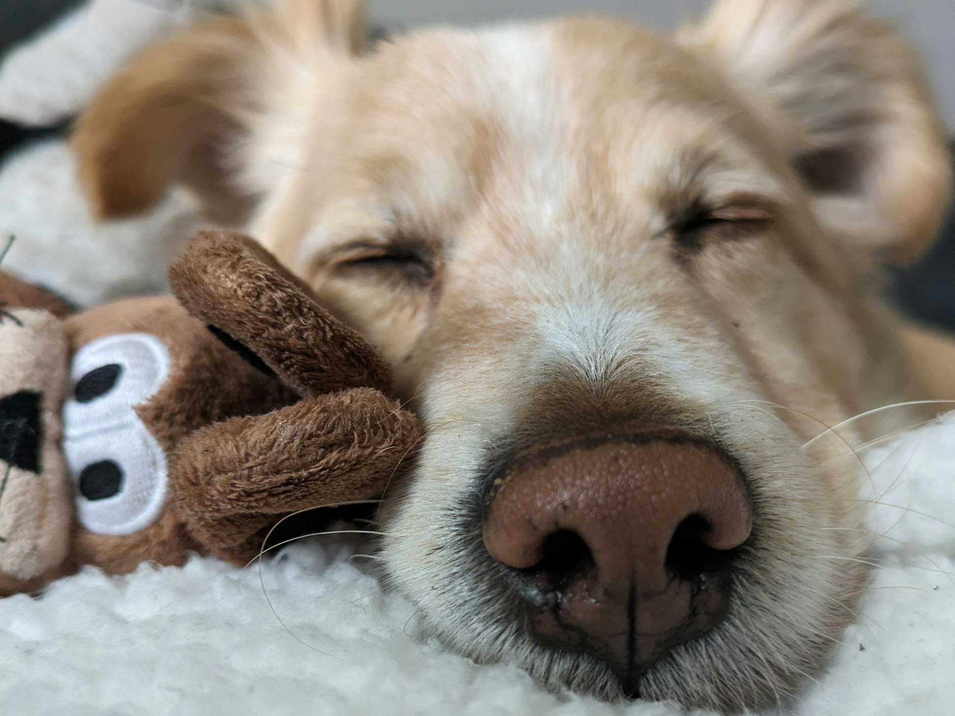 Na, schon so müde? Ab und zu muss auch ein zukünftiger Hundeskanzler ein Nickerchen wagen! Alfred ist aber hoffentlich wieder fit, wenn es an den Wahl-Countdown geht. Der süße Hund lebt  in Köpenick, ist vier Jahre alt – und hofft auf den Titel.