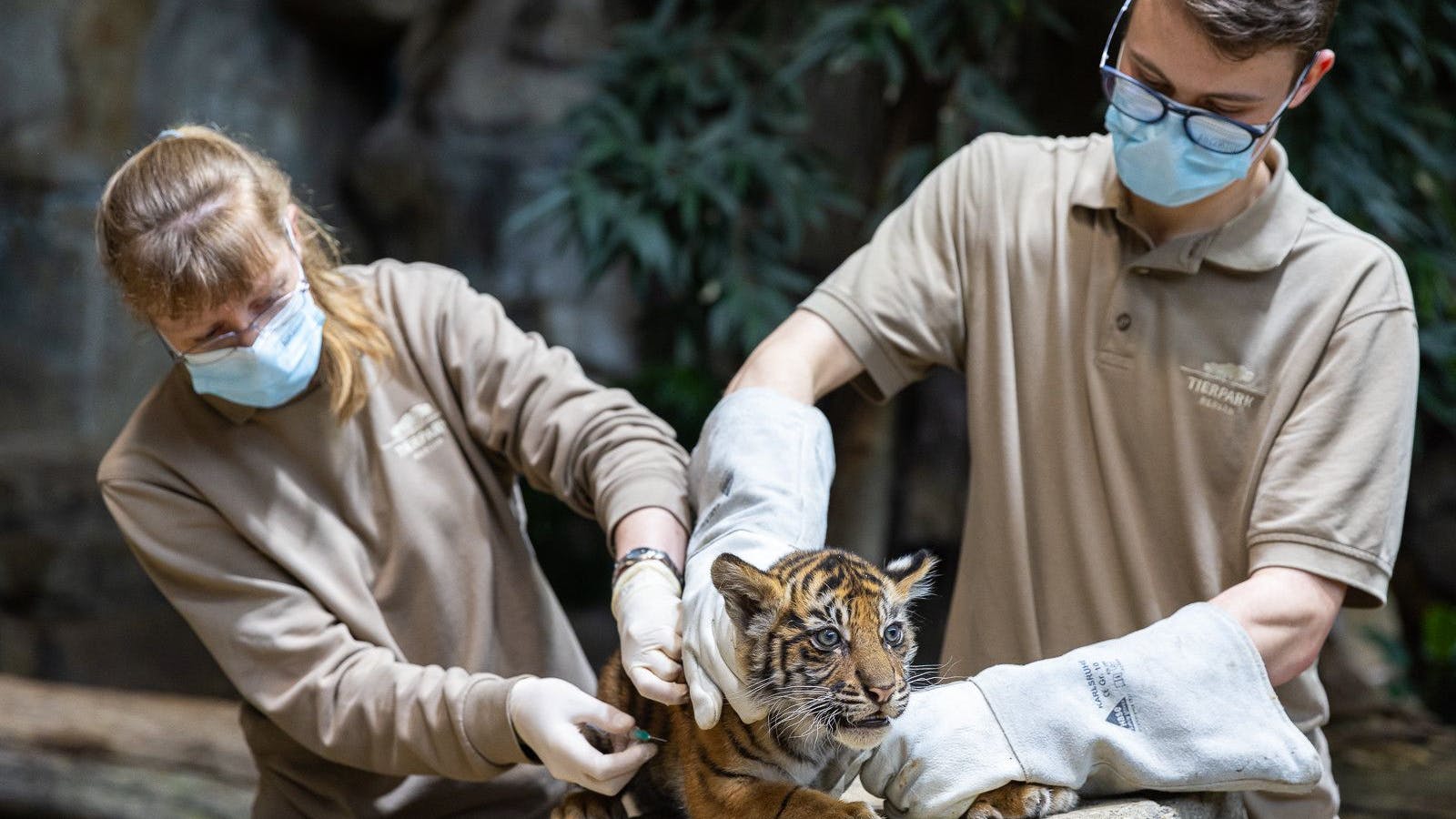 Ganz tapfer erträgt im Tierpark Berlin einer der kleinen Sumatra-Tiger-Jungen den lebensnotwendigen Piks, den er von der Tierärztin bekommt.