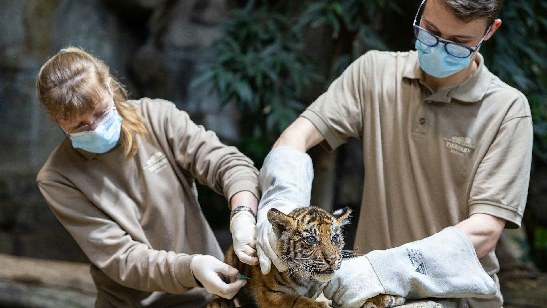Ganz tapfer erträgt im Tierpark Berlin einer der kleinen Sumatra-Tiger-Jungen den lebensnotwendigen Piks, den er von der Tierärztin bekommt.