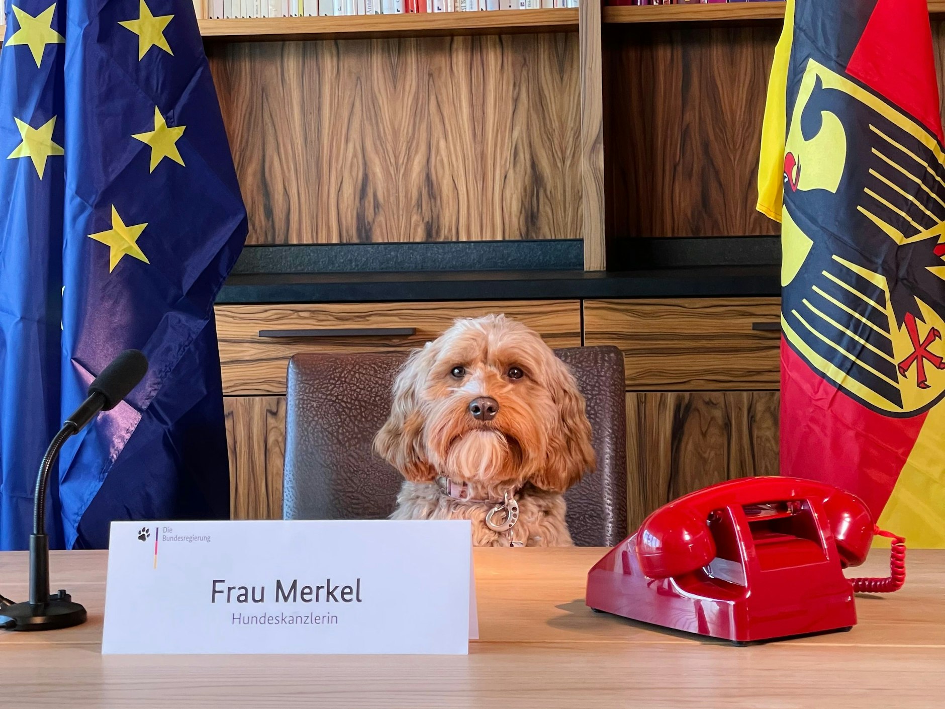 Frau Merkel bekam ihren Namen nicht von ungefähr: Herrchen und Frauchen finden, dass die Hündin etwa so aussieht wie die ehemalige Bundeskanzlerin. Und: Die Hundeskanzler-Kandidatin ist ein echter TV-Star, war schon bei „Top Dog Germany“ dabei. Ob es mit dem Hundeskanzler-Titel klappt? Den richtigen Schreibtisch hat die süße Fellnase jedenfalls schon!