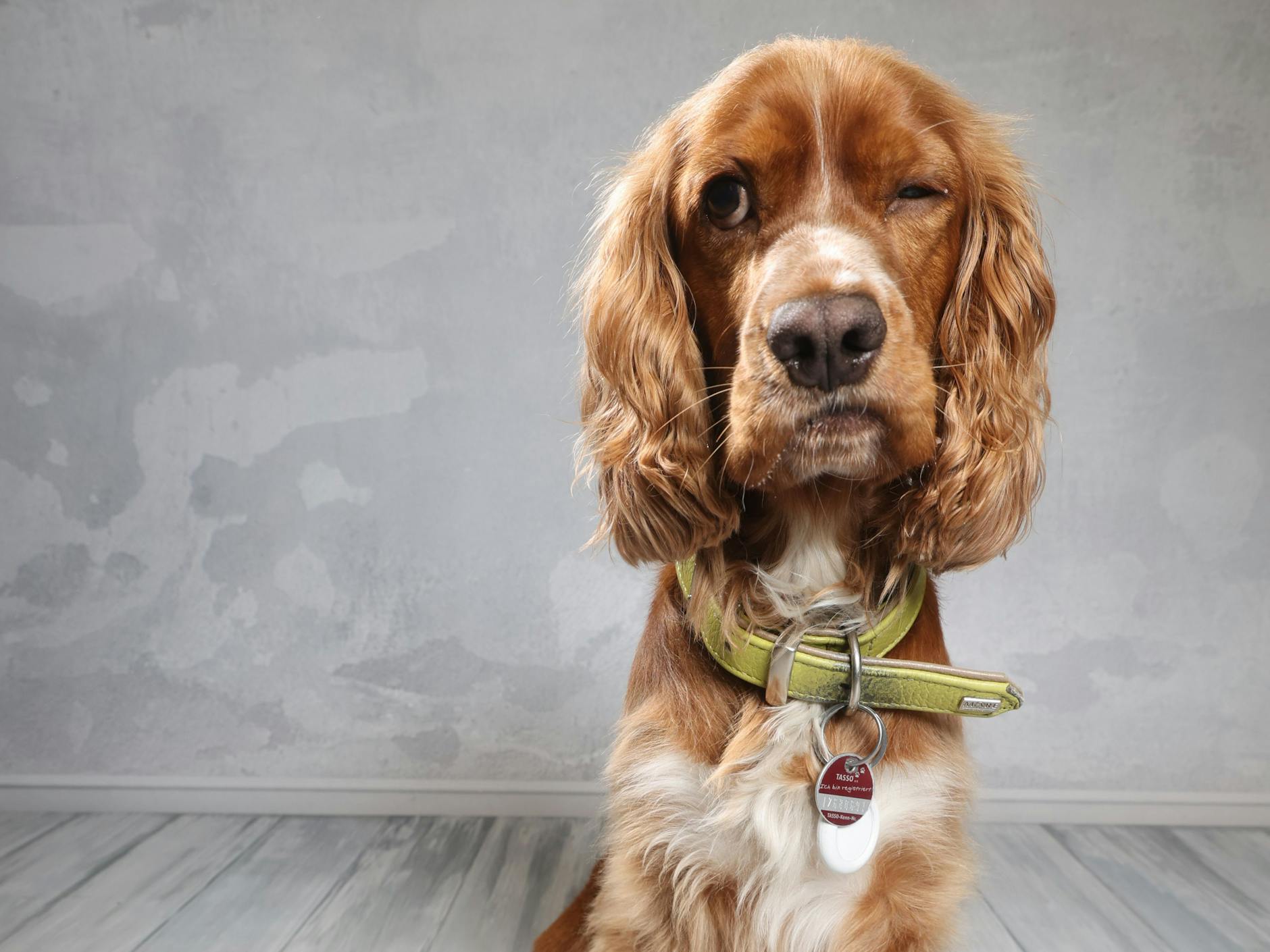 Eddy ist gerade drei Jahre alt – und sieht unserem Maskottchen im Logo der Aktion Hundeskanzler verdächtig ähnlich. Das Zwinkern hat der Cockerspaniel aber besser drauf. Ob er damit die Wähler überzeugt – und den Titel holt?