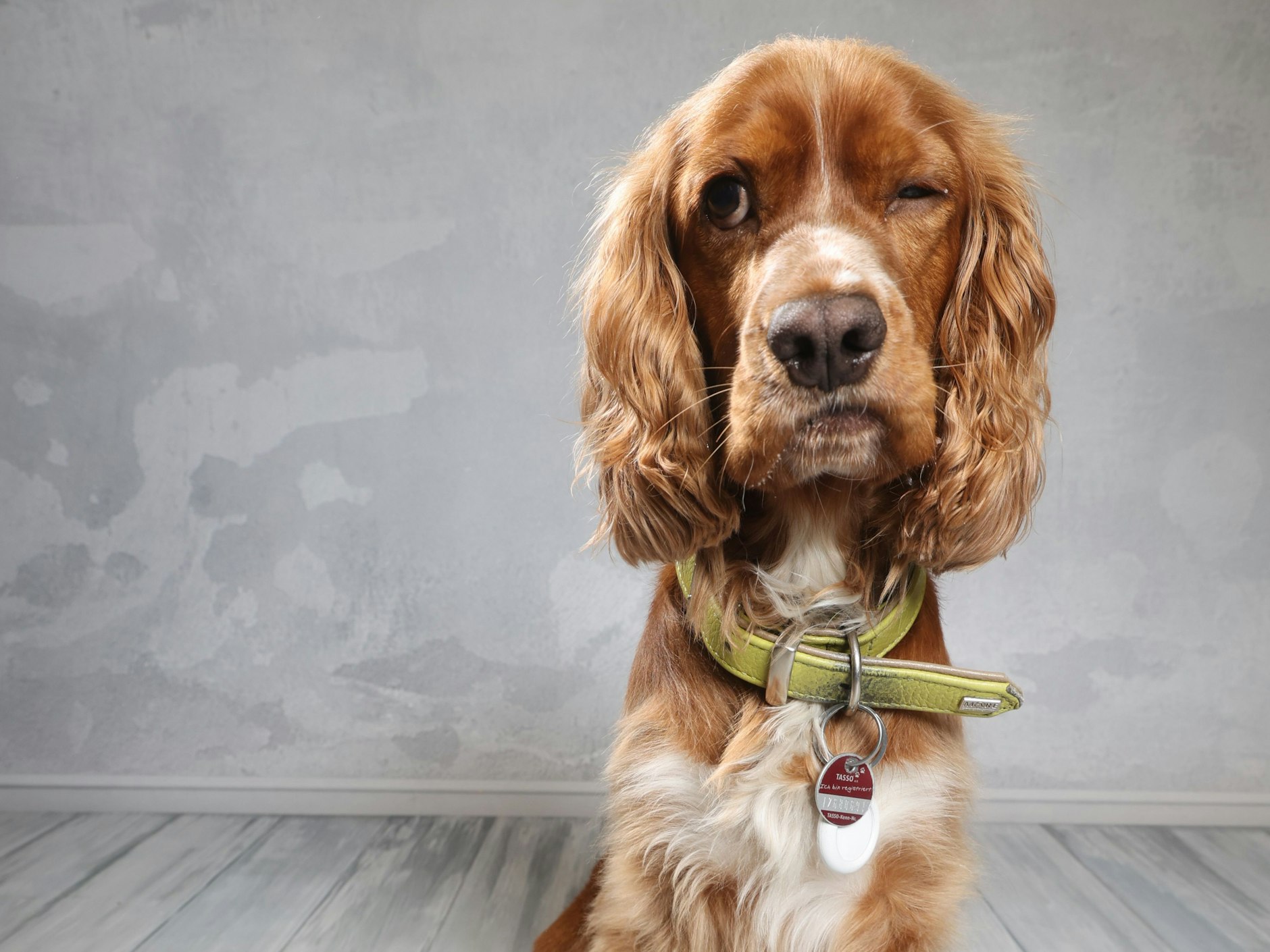 Eddy ist gerade drei Jahre alt – und sieht unserem Maskottchen im Logo der Aktion Hundeskanzler verdächtig ähnlich. Das Zwinkern hat der Cockerspaniel aber besser drauf. Ob er damit die Wähler überzeugt – und den Titel holt?