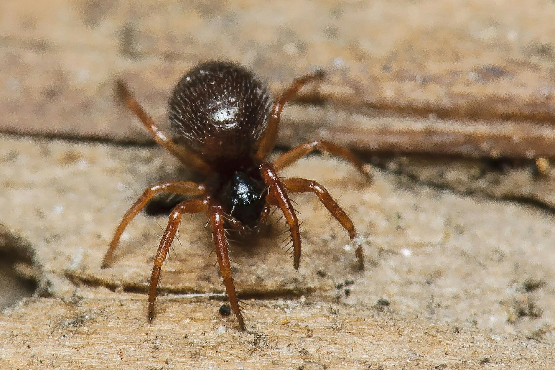 Eine kleine Spinne, ein Feder-Zwergstachelbein, aufgenommen in Italien. Nun tauchte die Spinne in Brandenburg wieder auf.