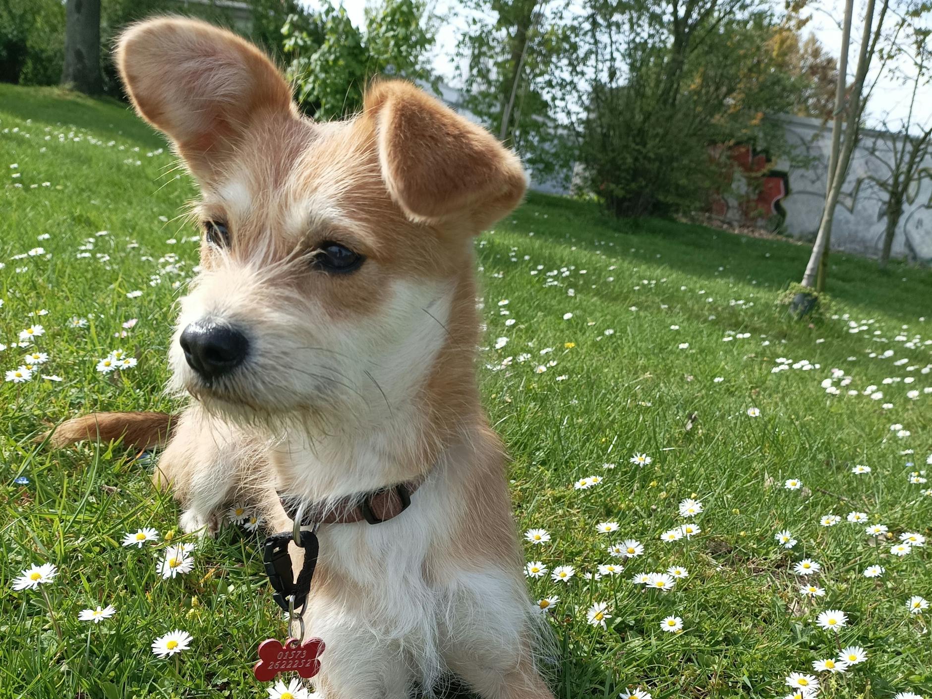 Lu will Hundeskanzler werden – obwohl die Hündin noch viel lernen muss, schreiben ihre Besitzer. Denn: Fremde Menschen bellt sie nur zu gern an. Aber: Sie kann auch verschmust! Ihr besonderes Talent: Wenn es ihr nicht schnell genug geht, hüpft sie wie ein Känguru.