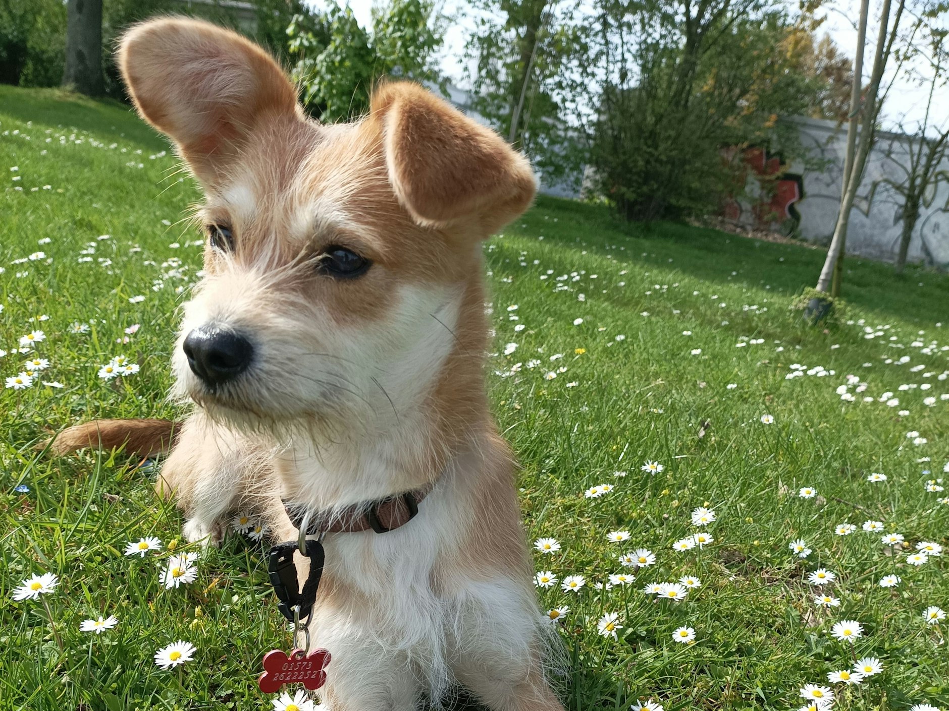 Lu will Hundeskanzler werden – obwohl die Hündin noch viel lernen muss, schreiben ihre Besitzer. Denn: Fremde Menschen bellt sie nur zu gern an. Aber: Sie kann auch verschmust!  Ihr besonderes Talent: Wenn es ihr nicht schnell genug geht, hüpft sie wie ein Känguru.